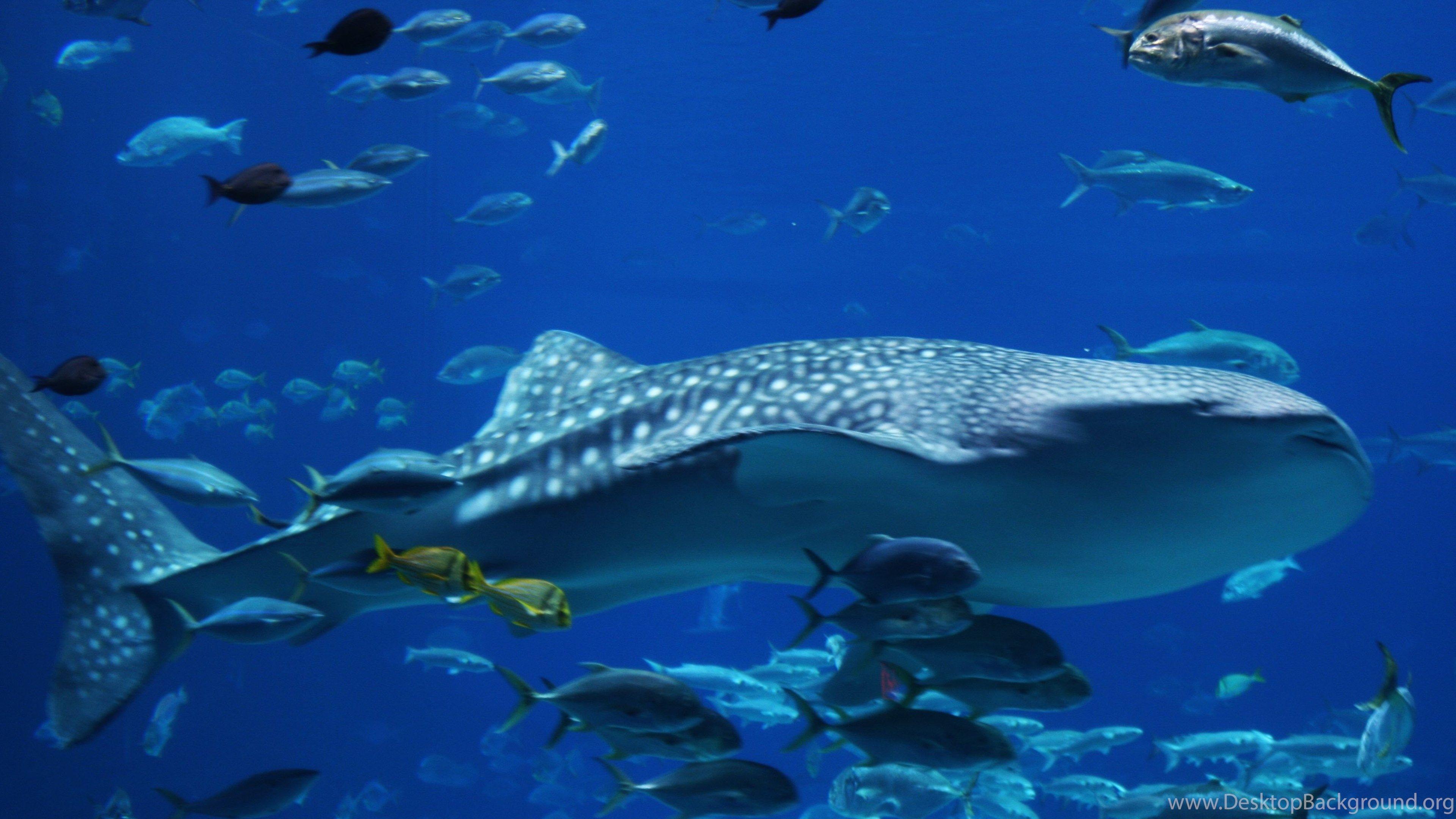 Whale Shark Wallpapers Top Free Whale Shark Backgrounds Wallpaperaccess