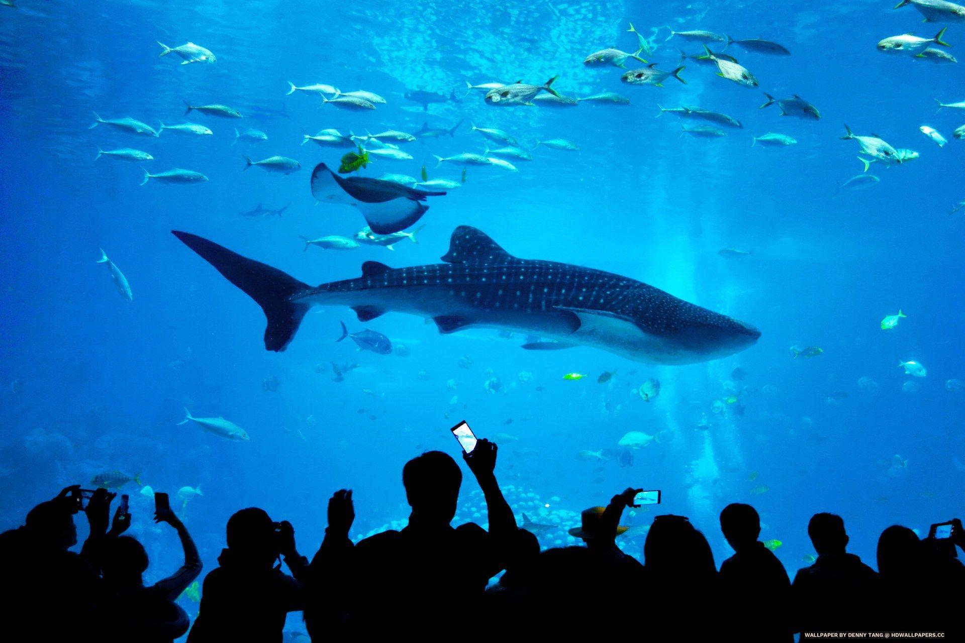 1920x1280 Whale Shark Aquarium