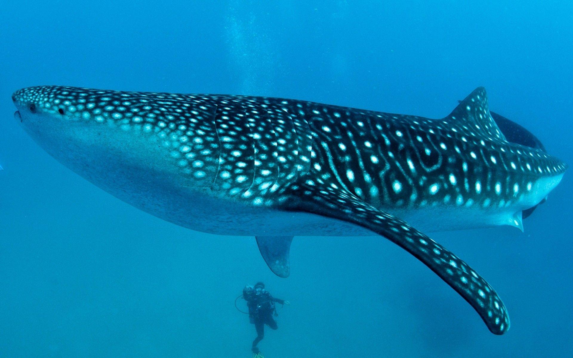 1920x1200 Whale Shark Desktop Wallpaper HD Widescreen Free Download