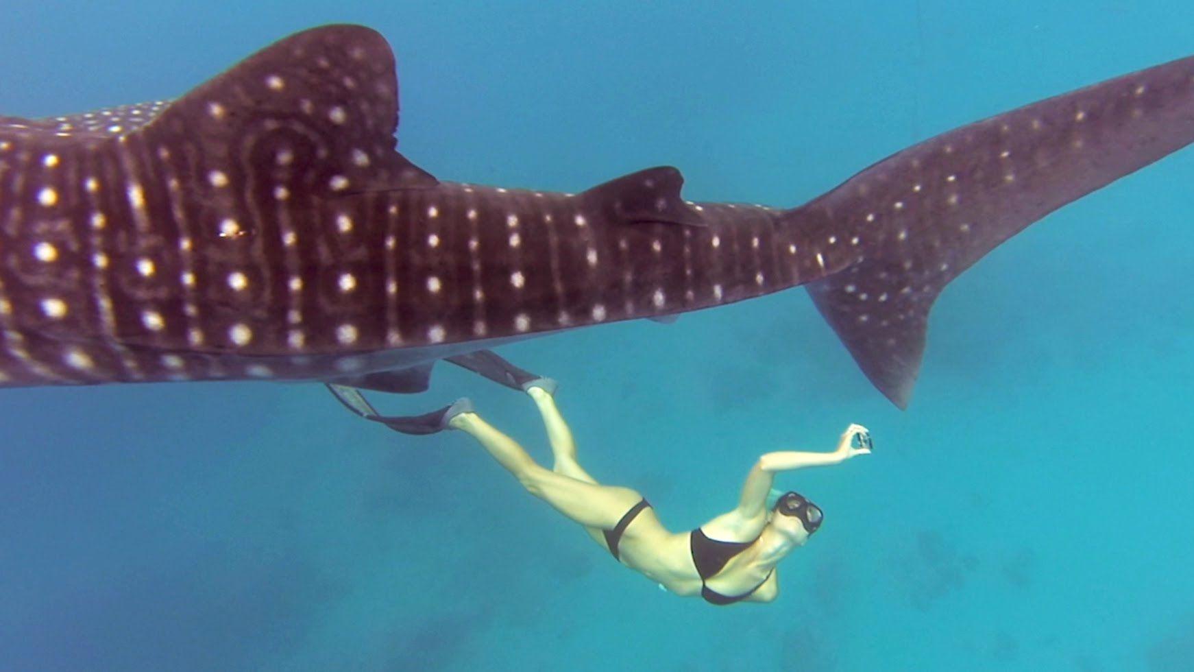 1742x980 Whale Shark wallpaper, Animal, HQ Whale Shark pictureK