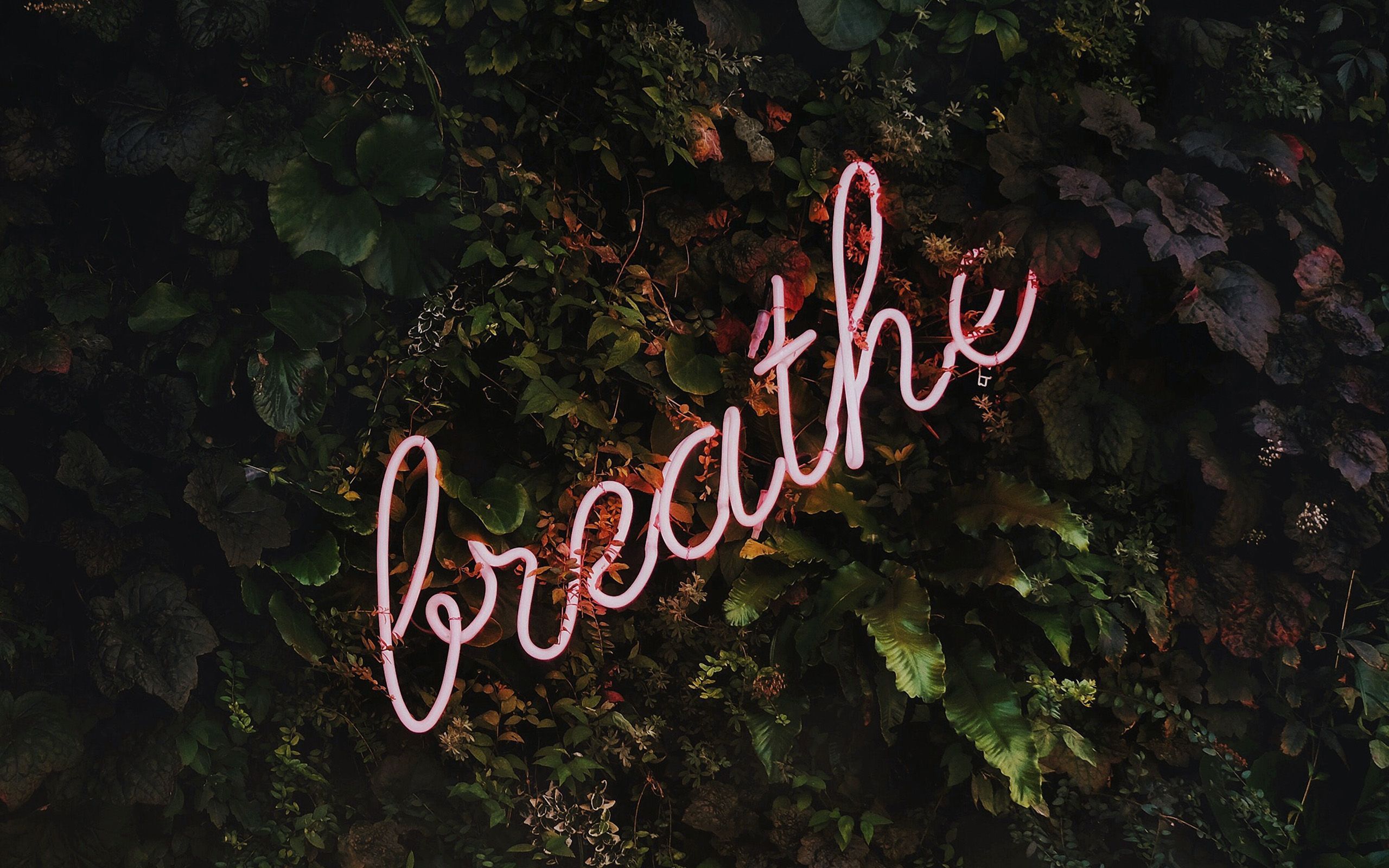 2560x1600 Breathe Mountain Tree Nature Neon