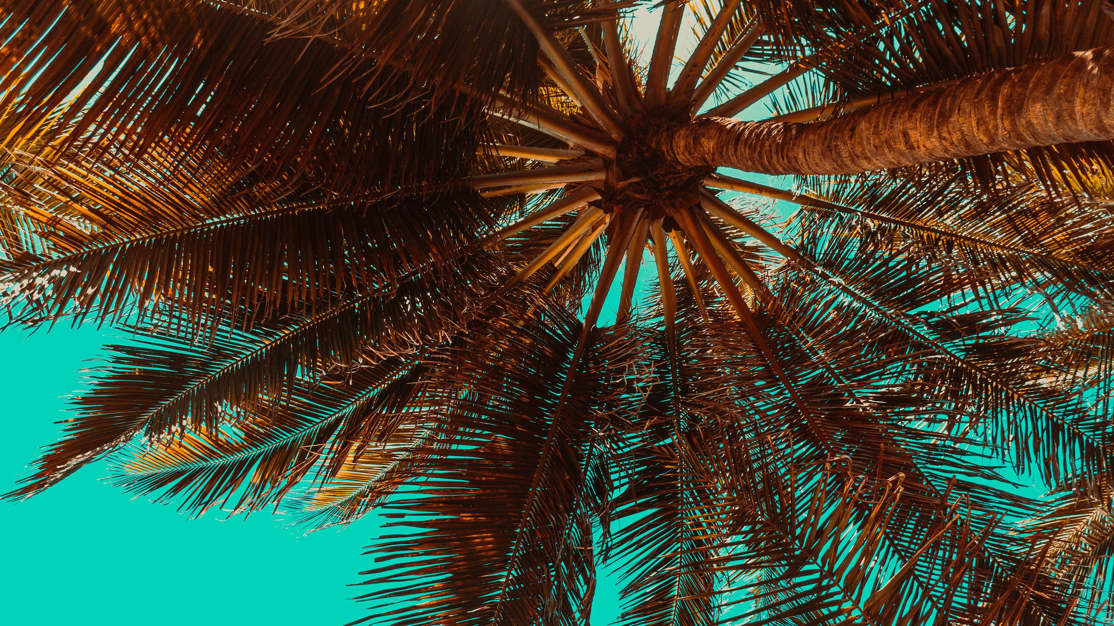 3840x2160 Tropical Palm Tree Chromebook Wallpaper