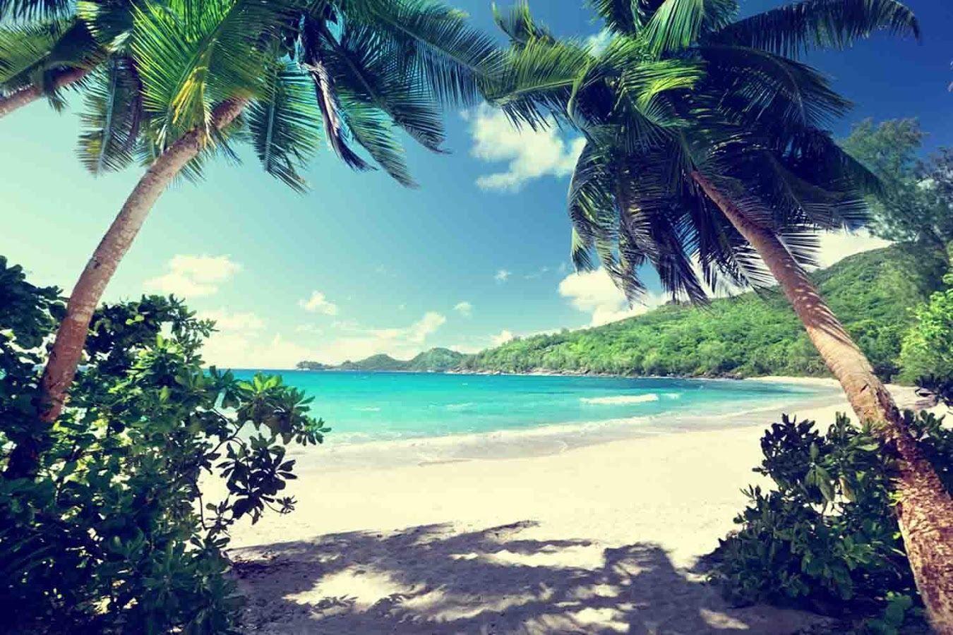 1350x900 Free Palm Wallpaper #T56RAFR