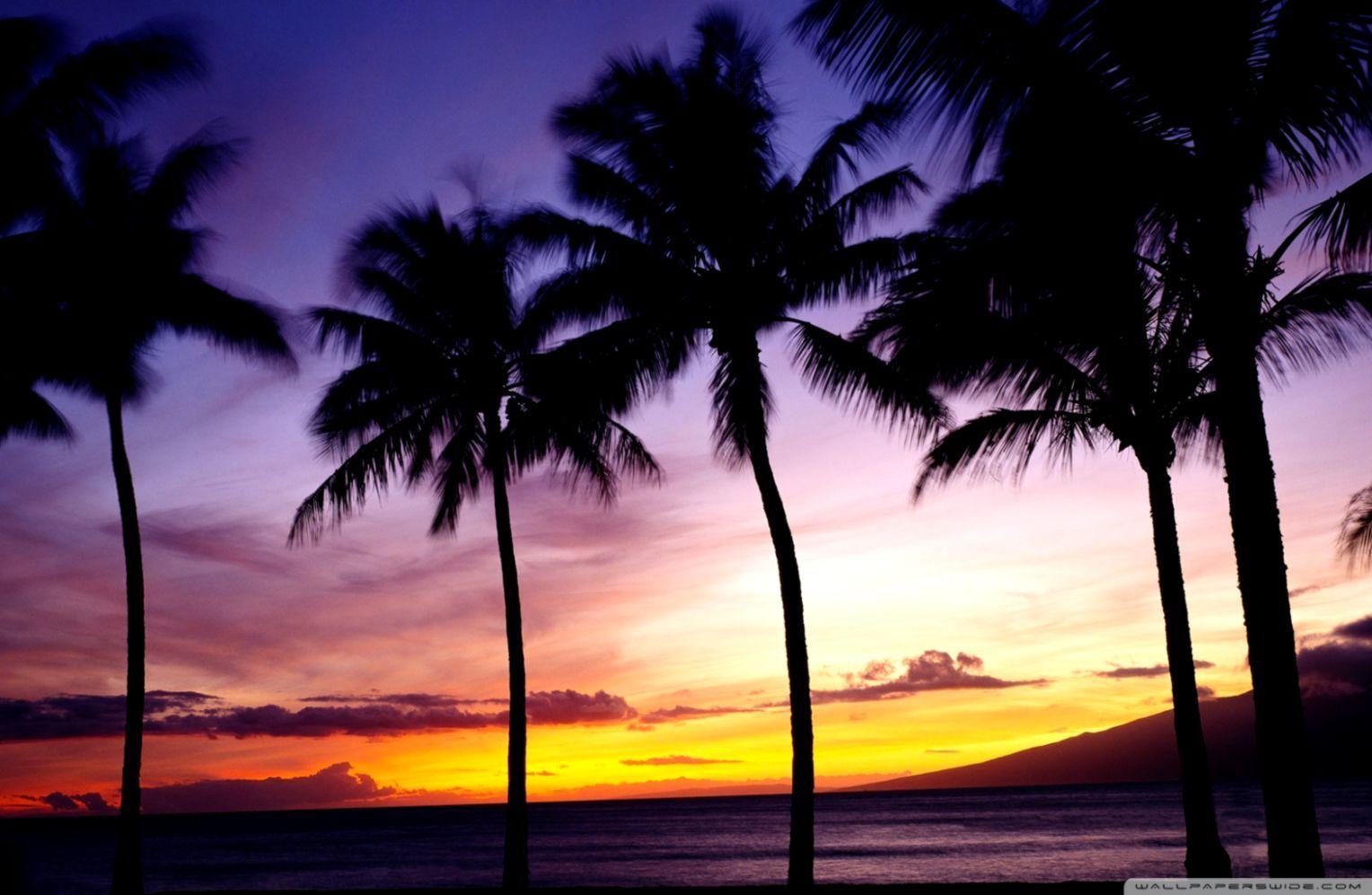 1528x997 Sunset Palm Tree Wallpaper