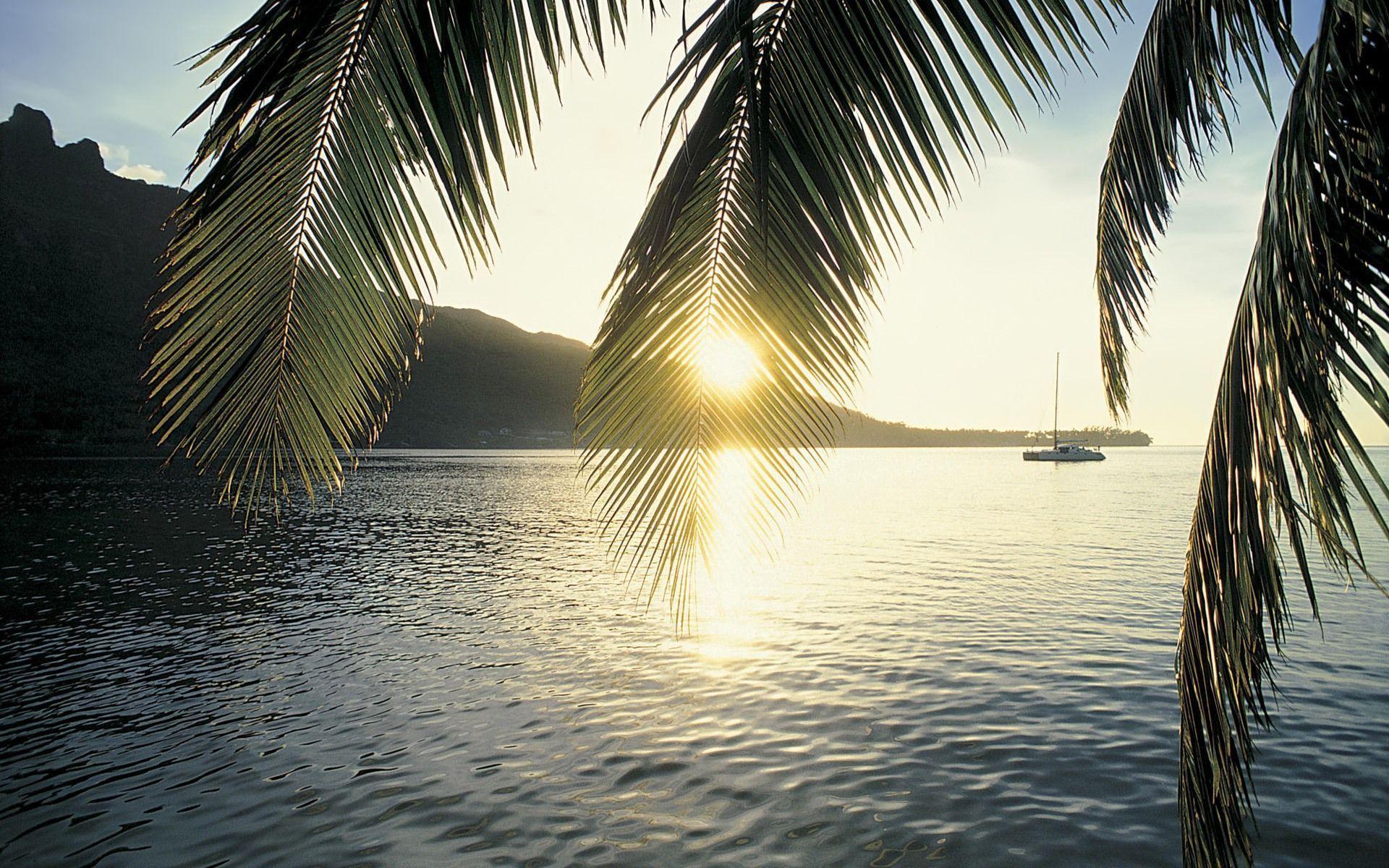 1920x1200 Palm Tree Wallpaper 19 X 1200