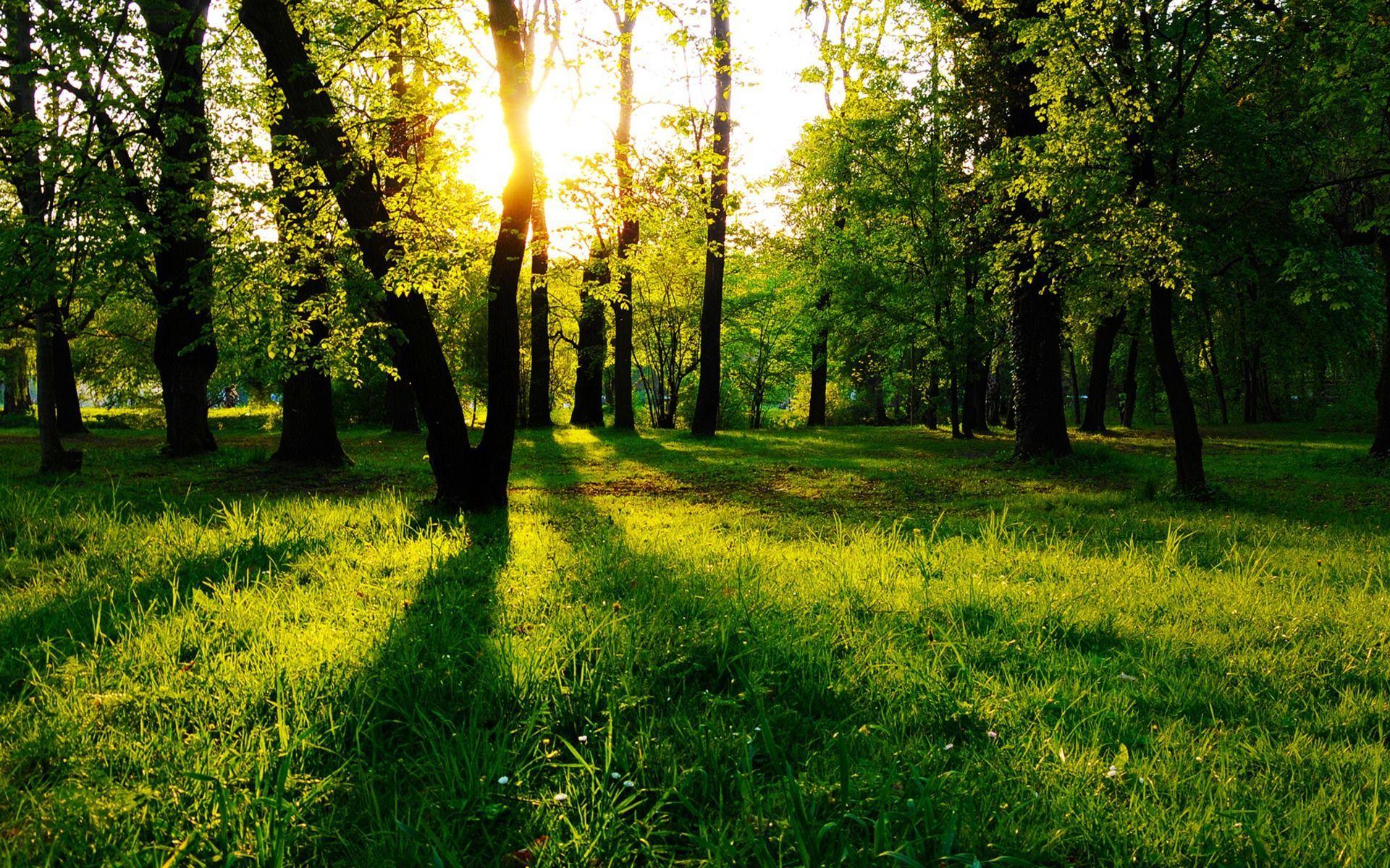 1920x1200 Nature Trees Wallpaper