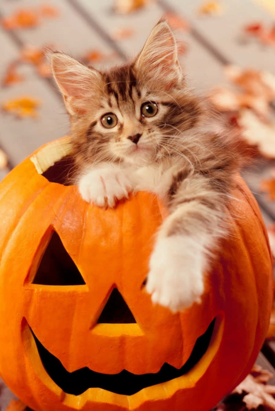 900x1346 Download Halloween Cat Picture Cute