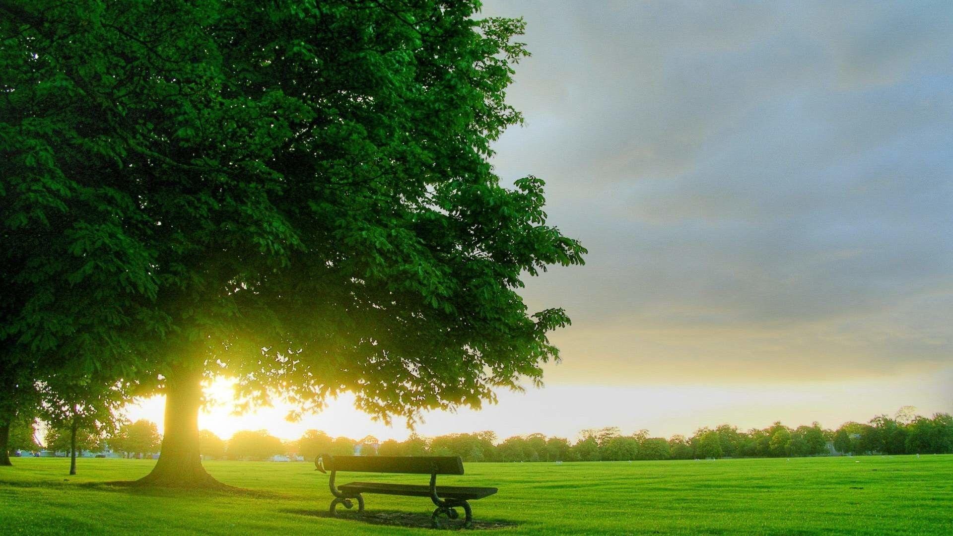 1920x1080 Tree Background Wallpaper