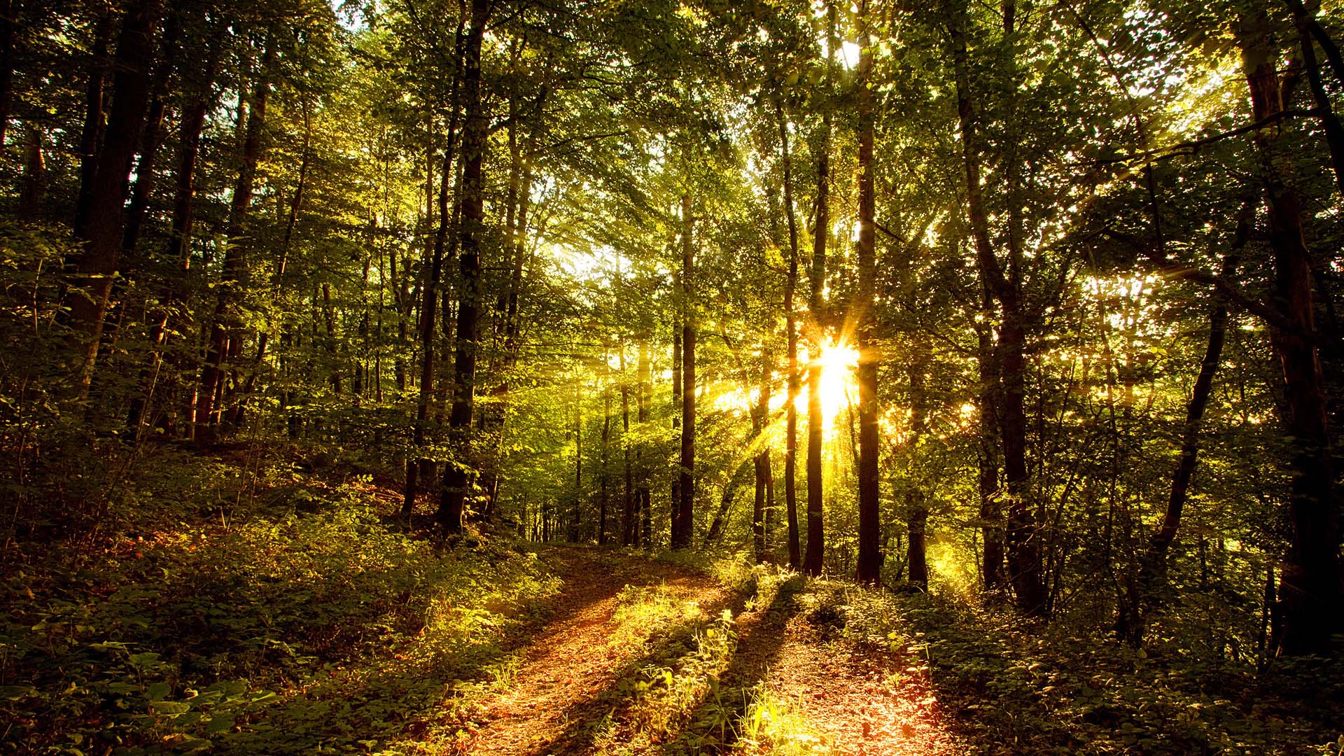 1920x1080 Trees Wallpaper
