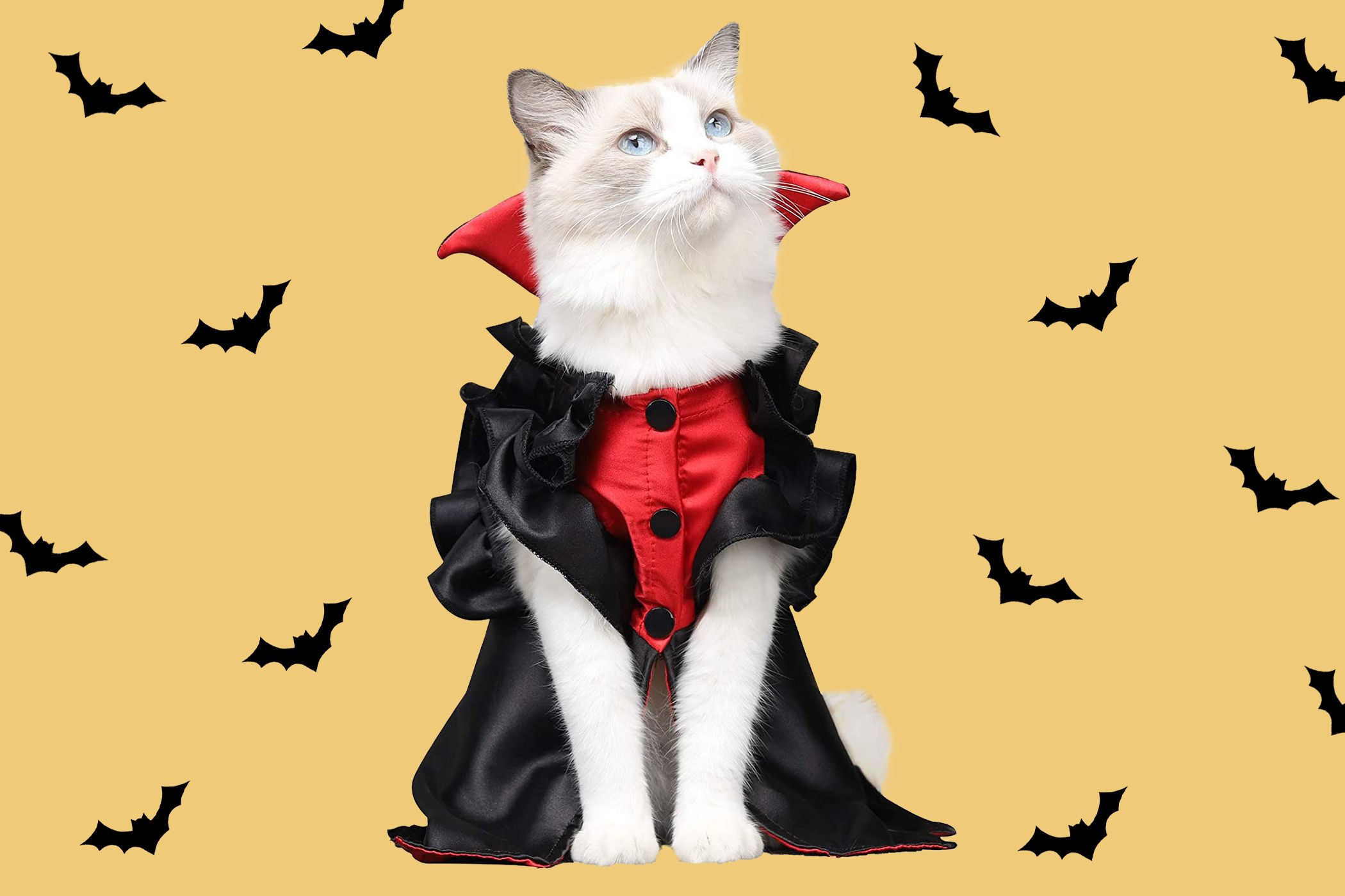 2100x1400 Halloween Cat Wallpaper 21 image