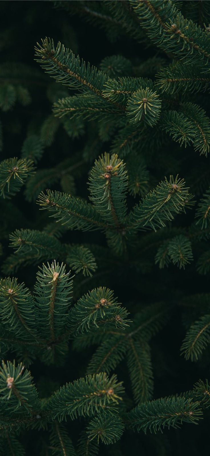 736x1592 green Christmas tree iPhone 11 Wallpaper