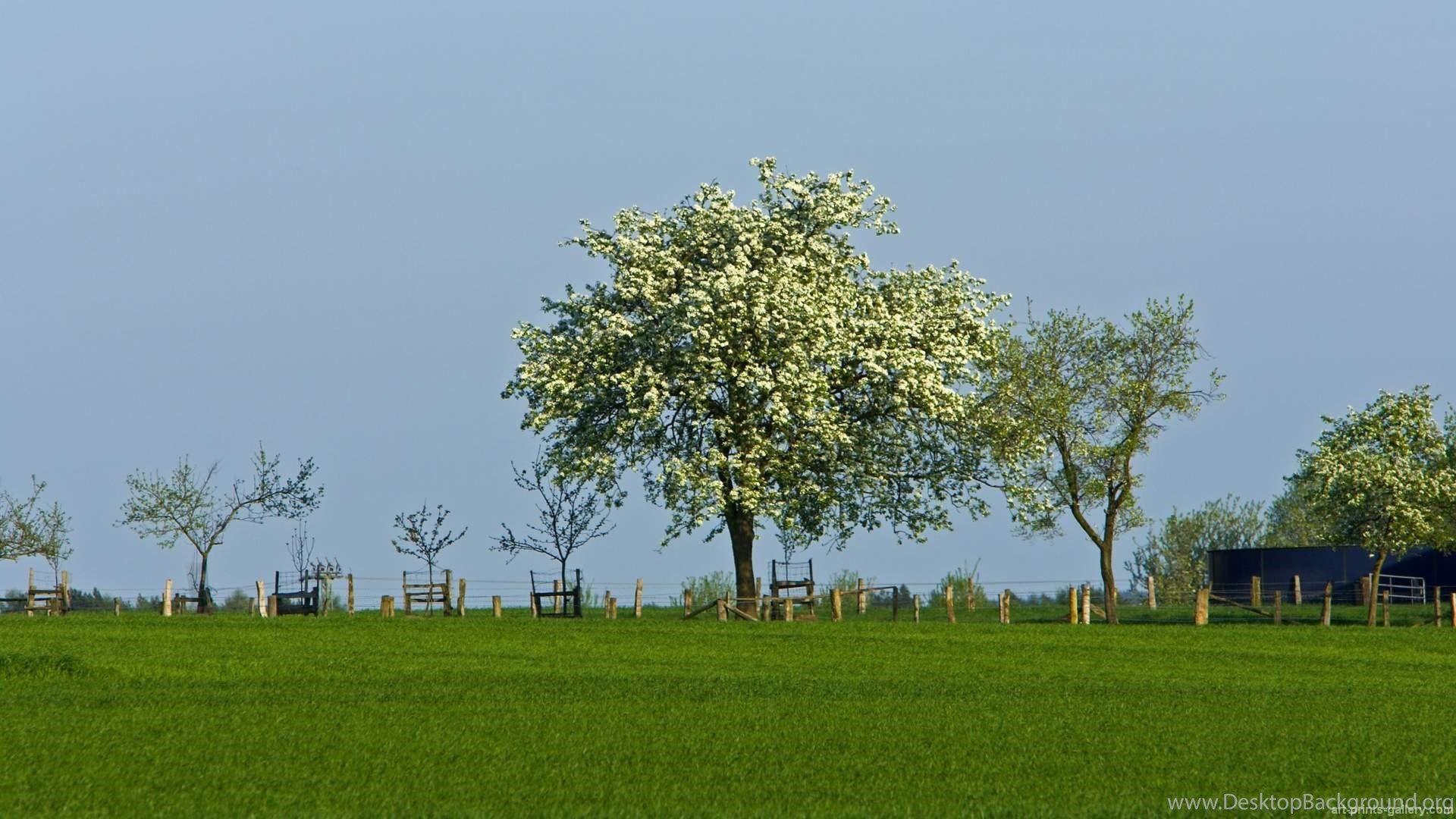 1920x1080 Trees Wallpaper, Forest, Wallpaper, Trees Full HD