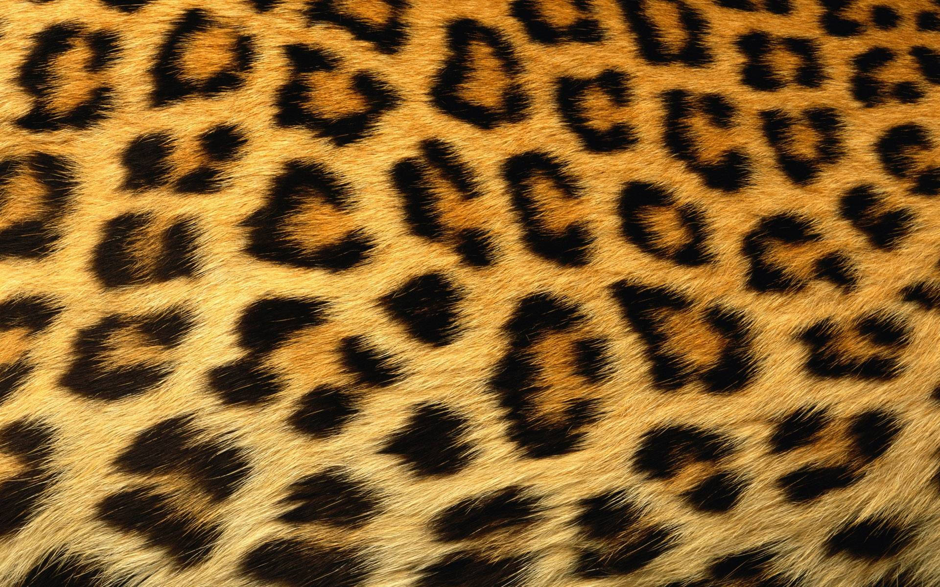 1920x1200 Cheetah Print Wallpaper
