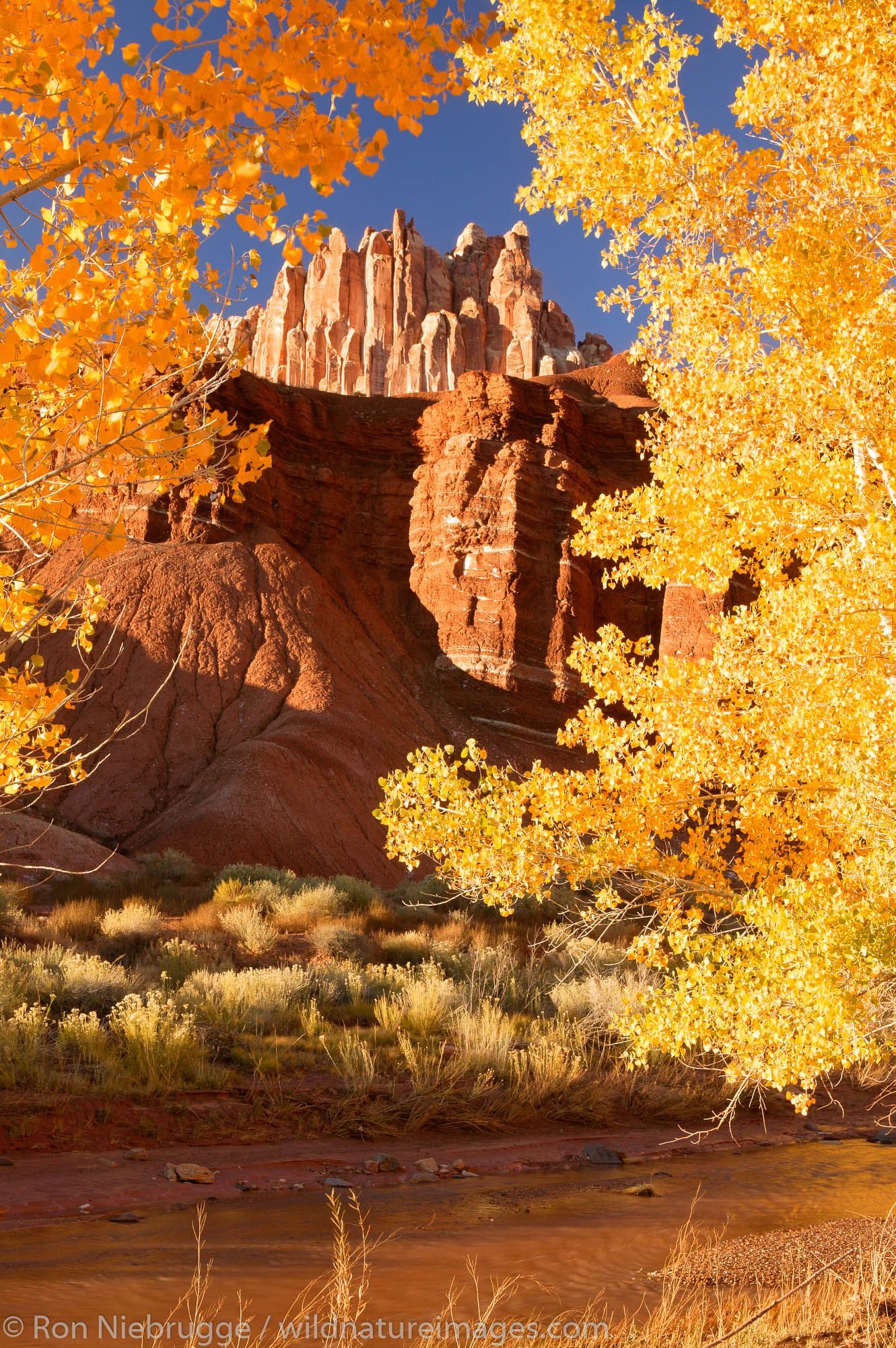 1331x2000 Capitol Reef National Park Photo