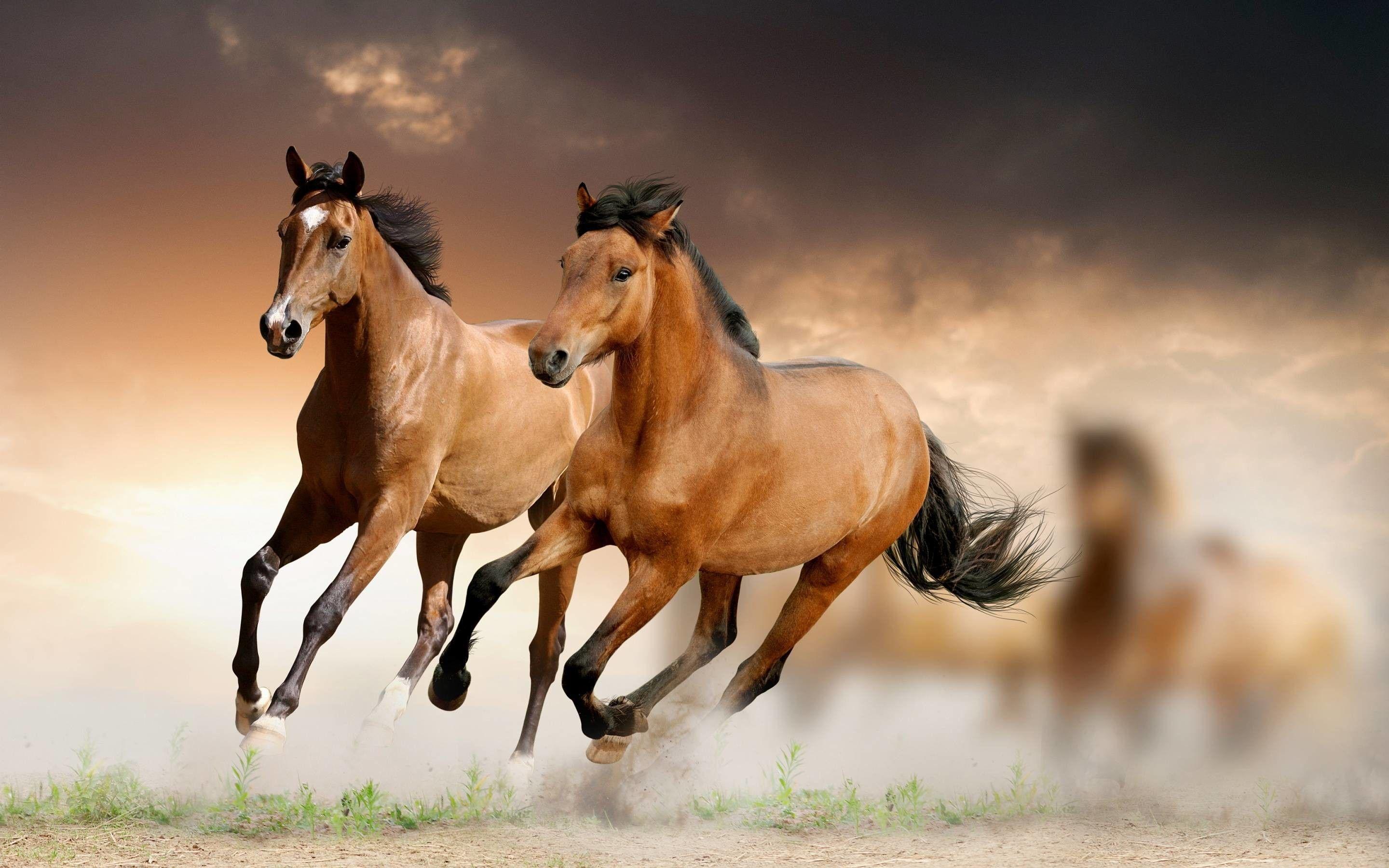 7 Running Horses wallpaper for wall  Myindianthings