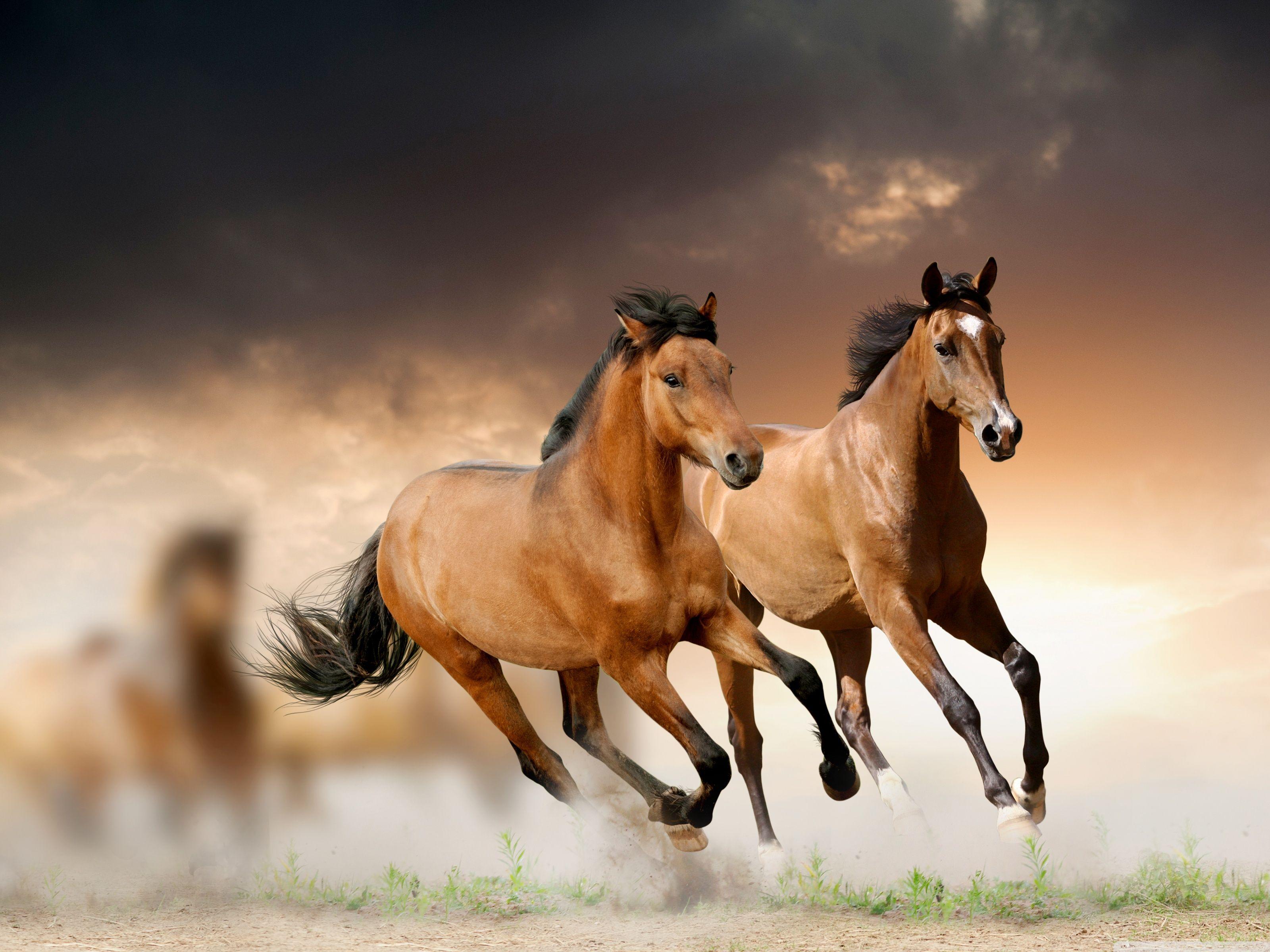 Horse Running Photo  HD Wallpapers