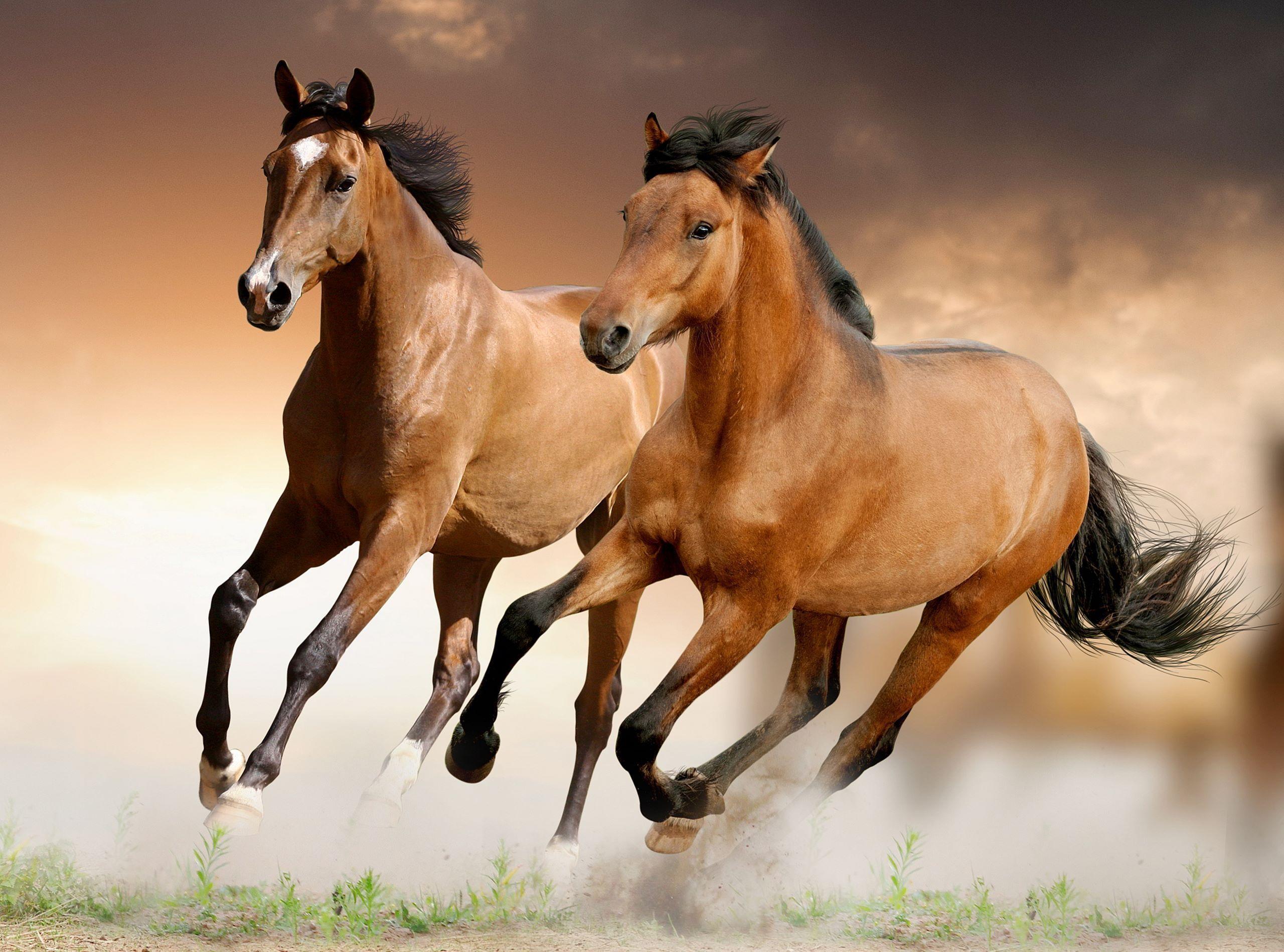 Horses Running Wallpapers - Top Những Hình Ảnh Đẹp