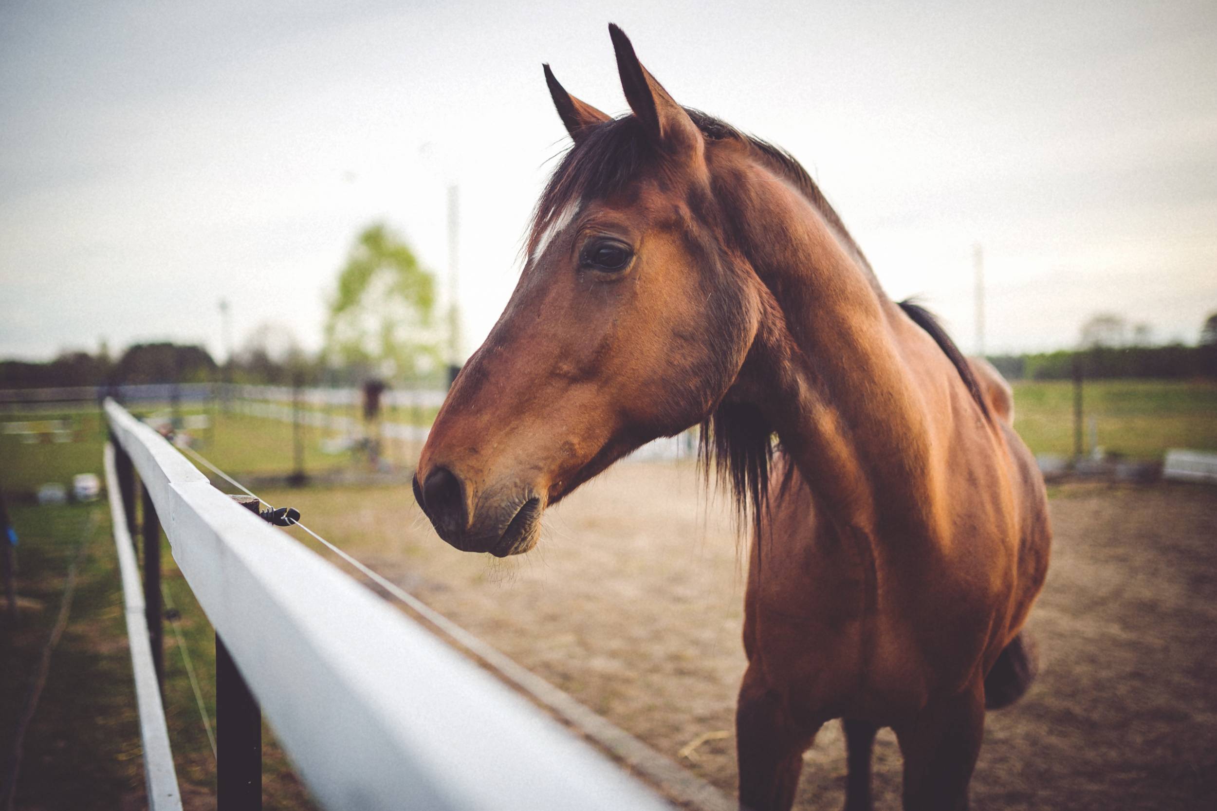 2500x1666 Horses Wallpaper download free