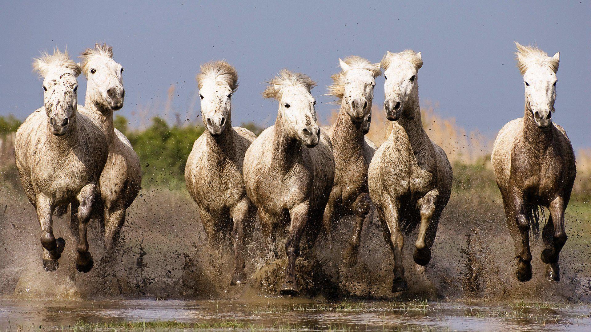 1920x1080 7horse Running Wallpaper