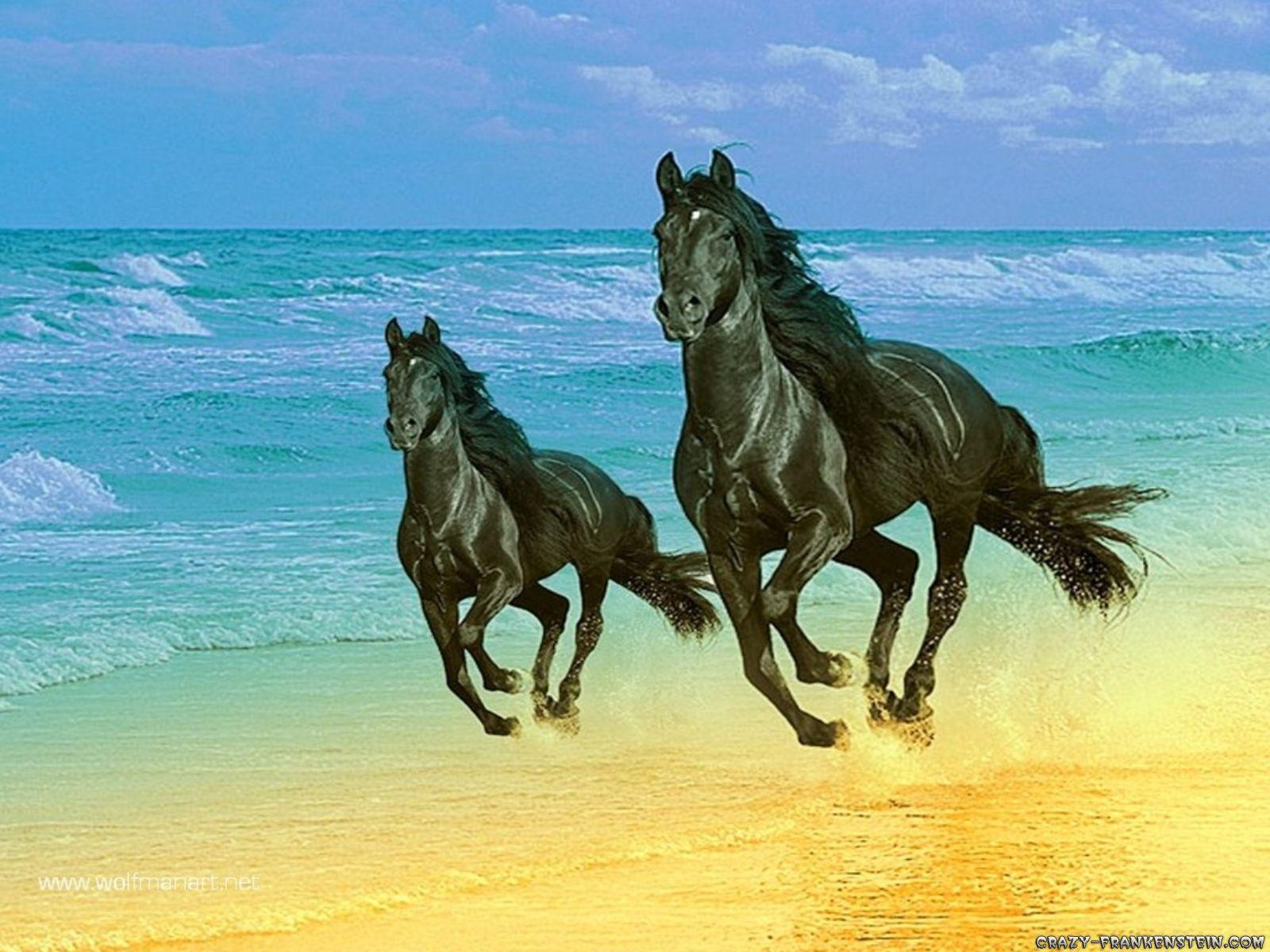 1600x1200 Horses Wallpaper, 29 Desktop Image of Horses. Horses