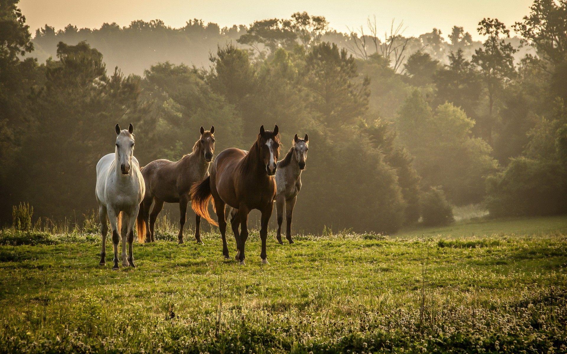 1920x1200 Horses Wallpaper DO28P 0.8 Mb