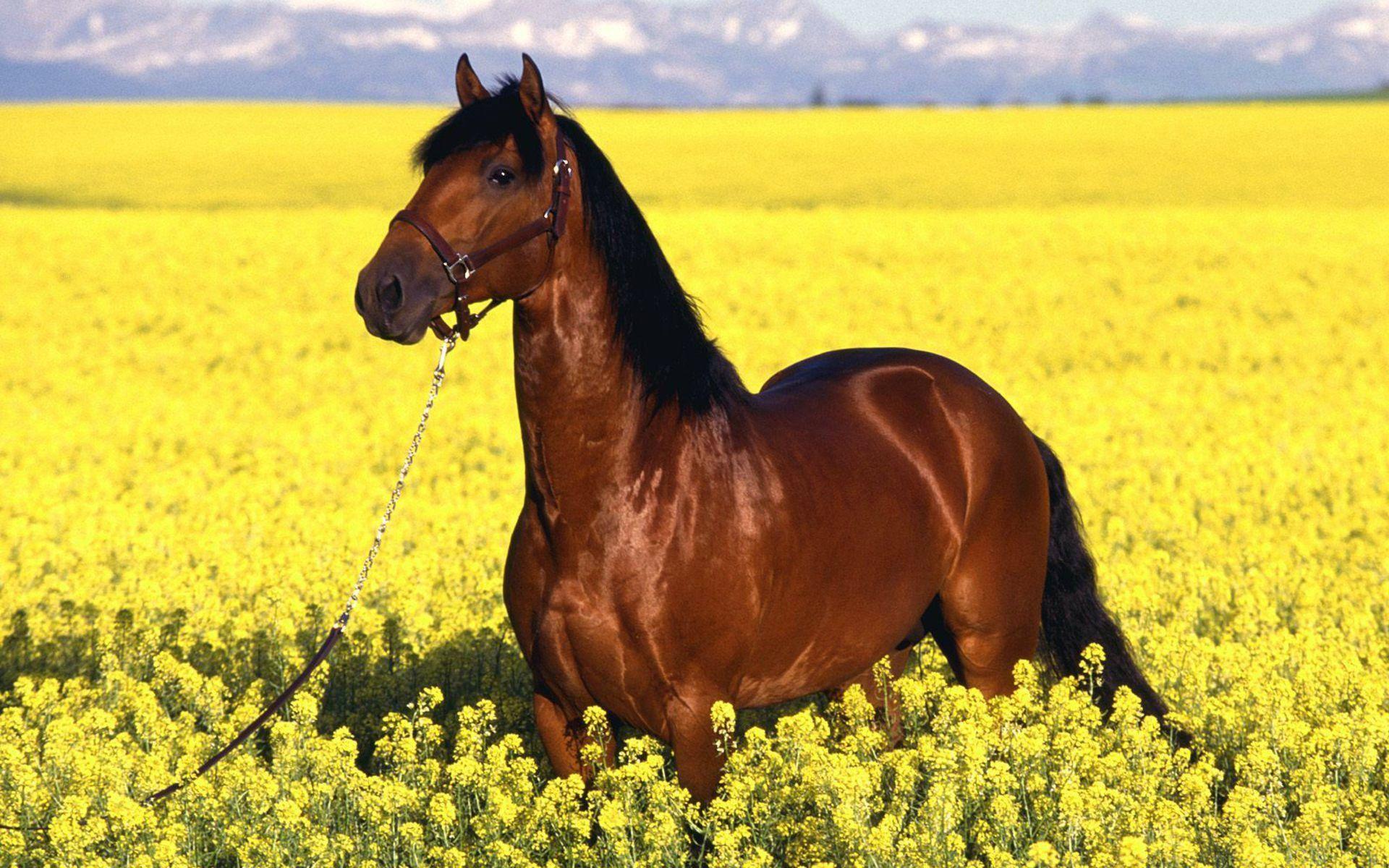 1920x1200 Free HD Horse Background Desktop Wallpaper. Horse Free