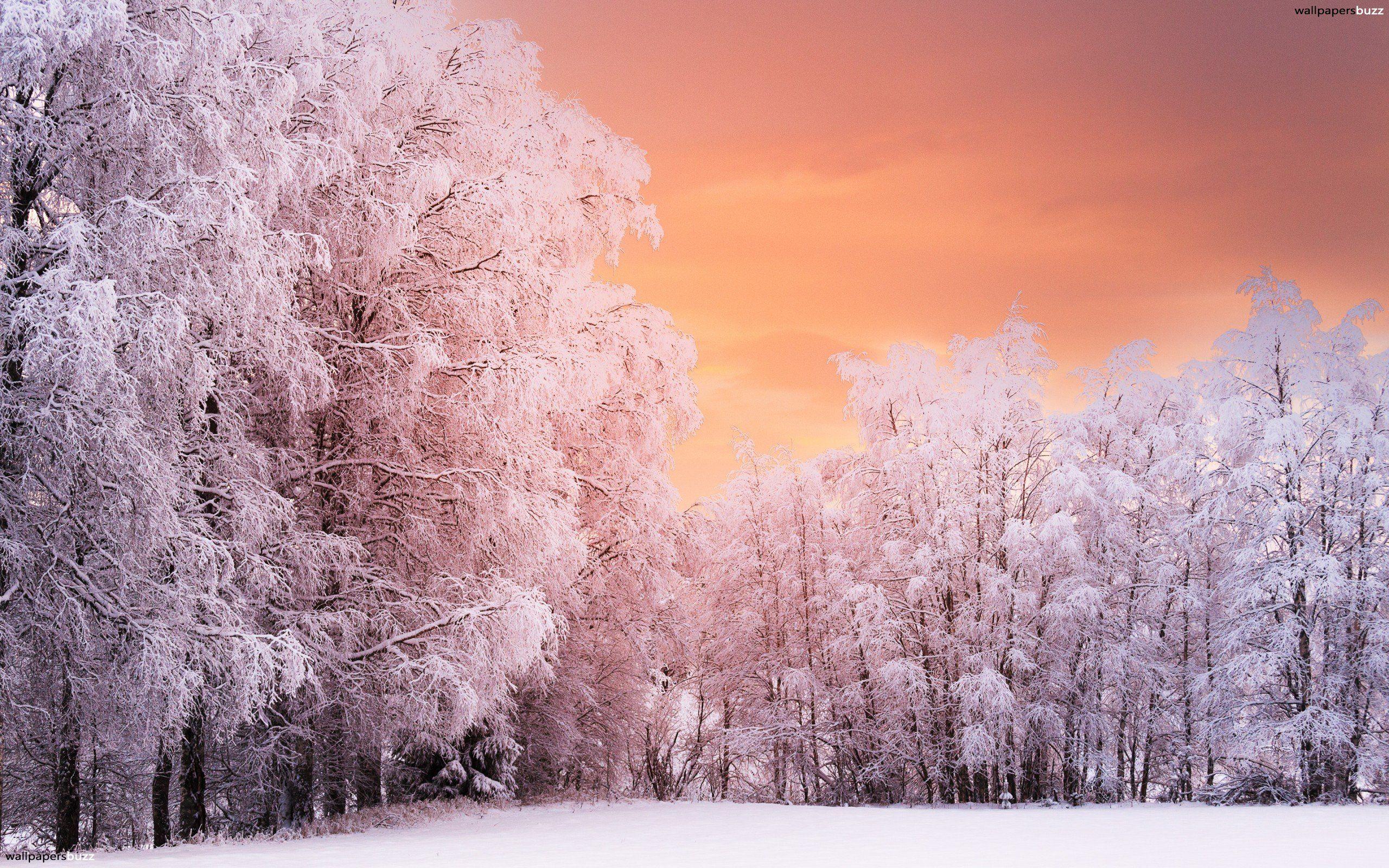 2560x1600 Pink Aesthetic Laptop Background, Download Wallpaper