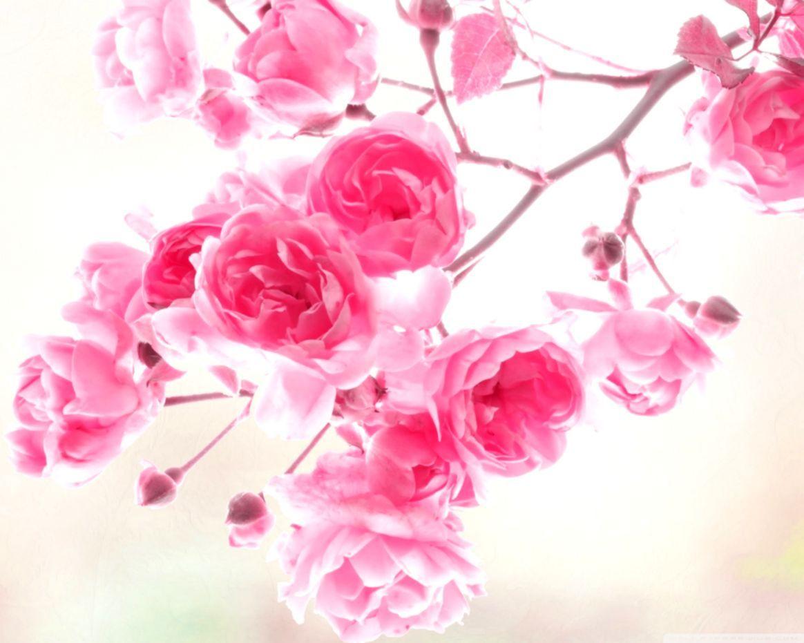 Hình nền HD 1164x931 Flower Rose Pink https://wallpaperaccess.com/full/1545199.jpg