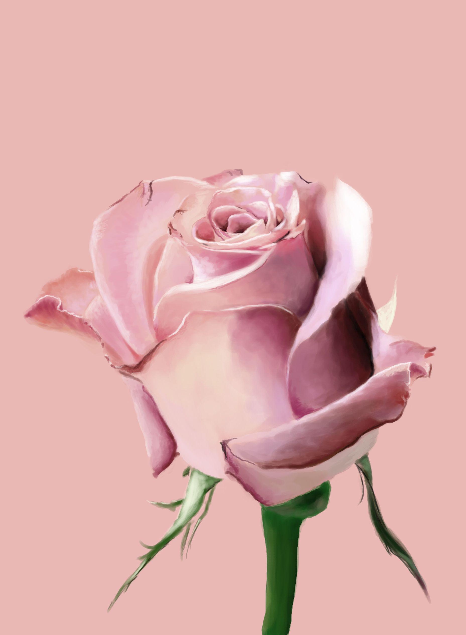 Simple Rose Wallpapers Top Free Simple Rose Backgrounds WallpaperAccess