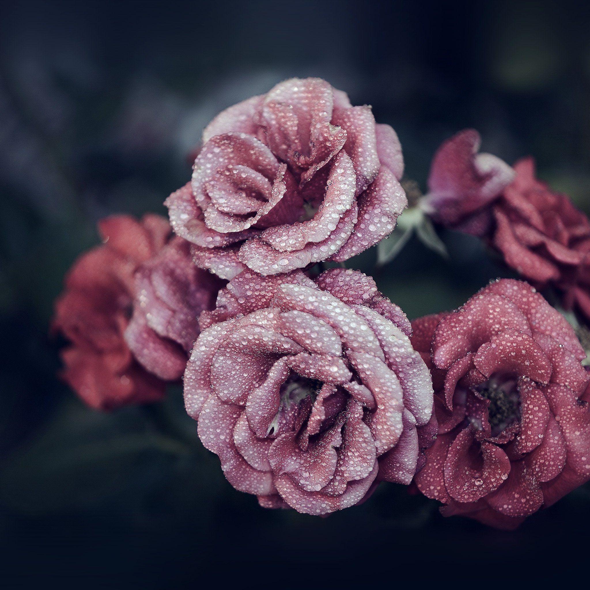 2048x2048 Hoa hồng Hồng giọt mưa Hoa mùa hè Thiên nhiên xanh iPad Air https://wallpaperaccess.com/full/1545215.jpg