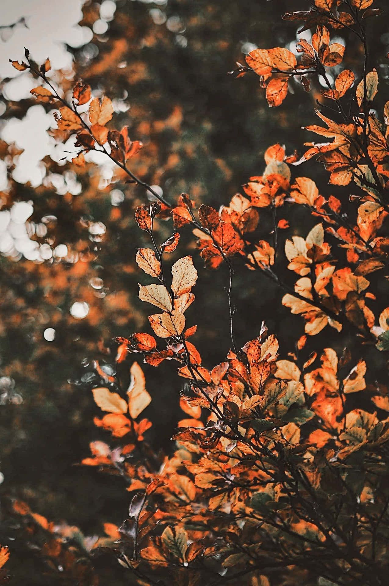 1275x1920 colorful leaves of Aesthetic Fall