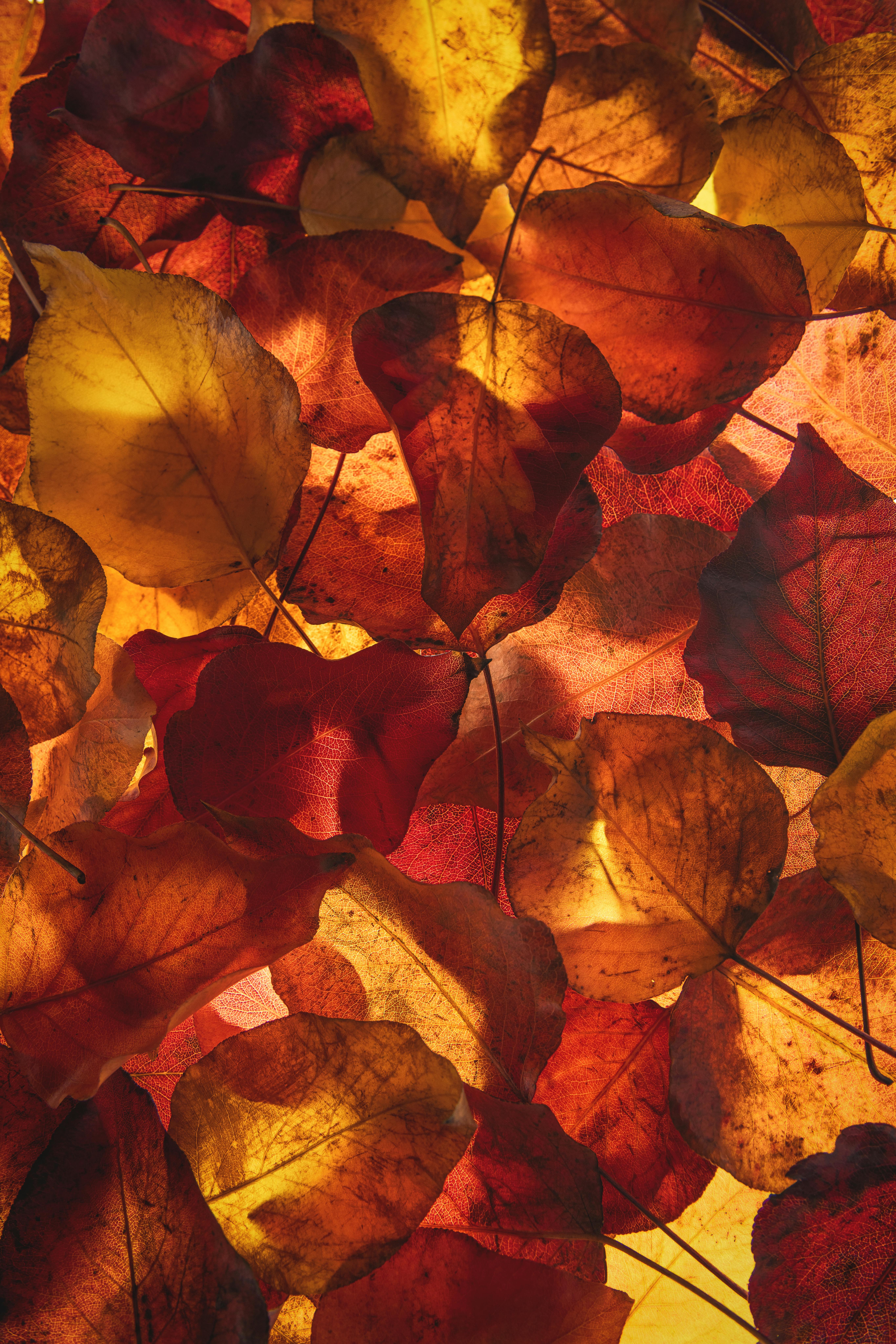 5461x8192 Fall Leaves Background Photo, Download
