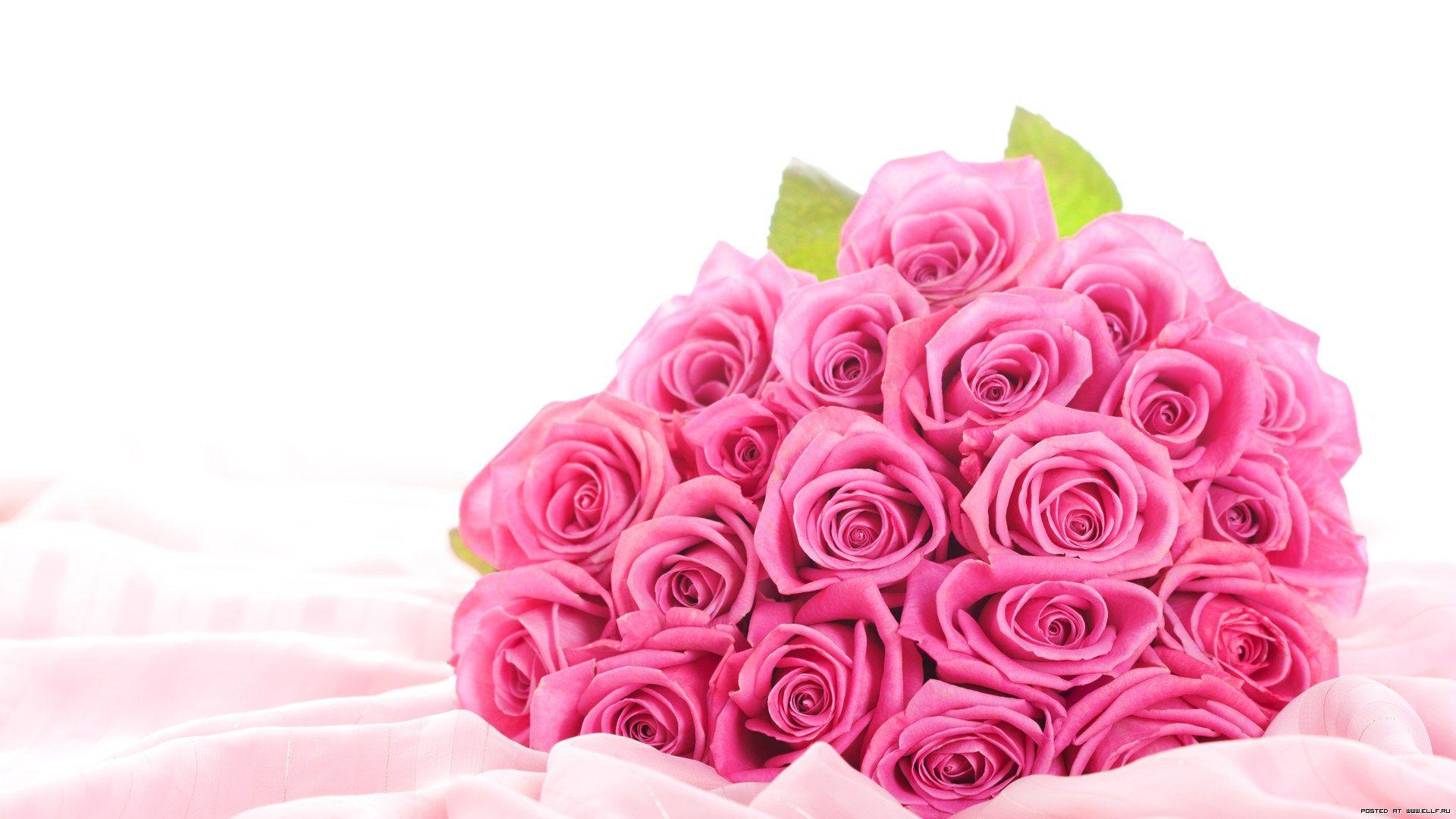 Rose Pink Wallpapers Top Free Rose Pink Backgrounds WallpaperAccess