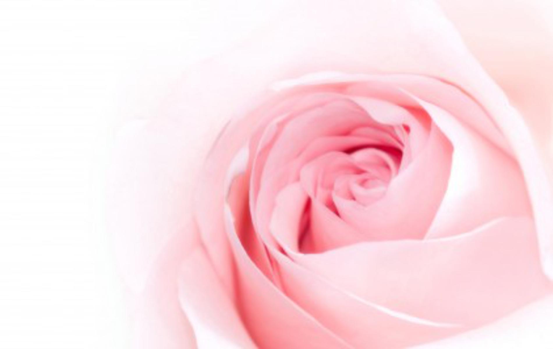 Hình nền hồng hoa hồng mang đến sự ngọt ngào và nữ tính cho màn hình điện thoại của bạn. Với màu hồng tinh tế và họa tiết hoa hồng tuyệt đẹp, hình nền trở nên đáng yêu và quyến rũ hơn bao giờ hết. Hãy trải nghiệm một không gian trang trí độc đáo với hình nền hồng hoa hồng!