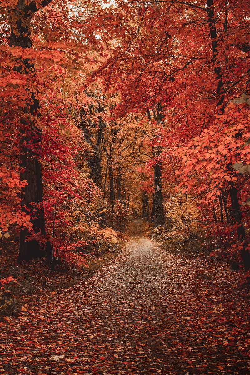 800x1200 autumn, Nature, HD phone wallpaper