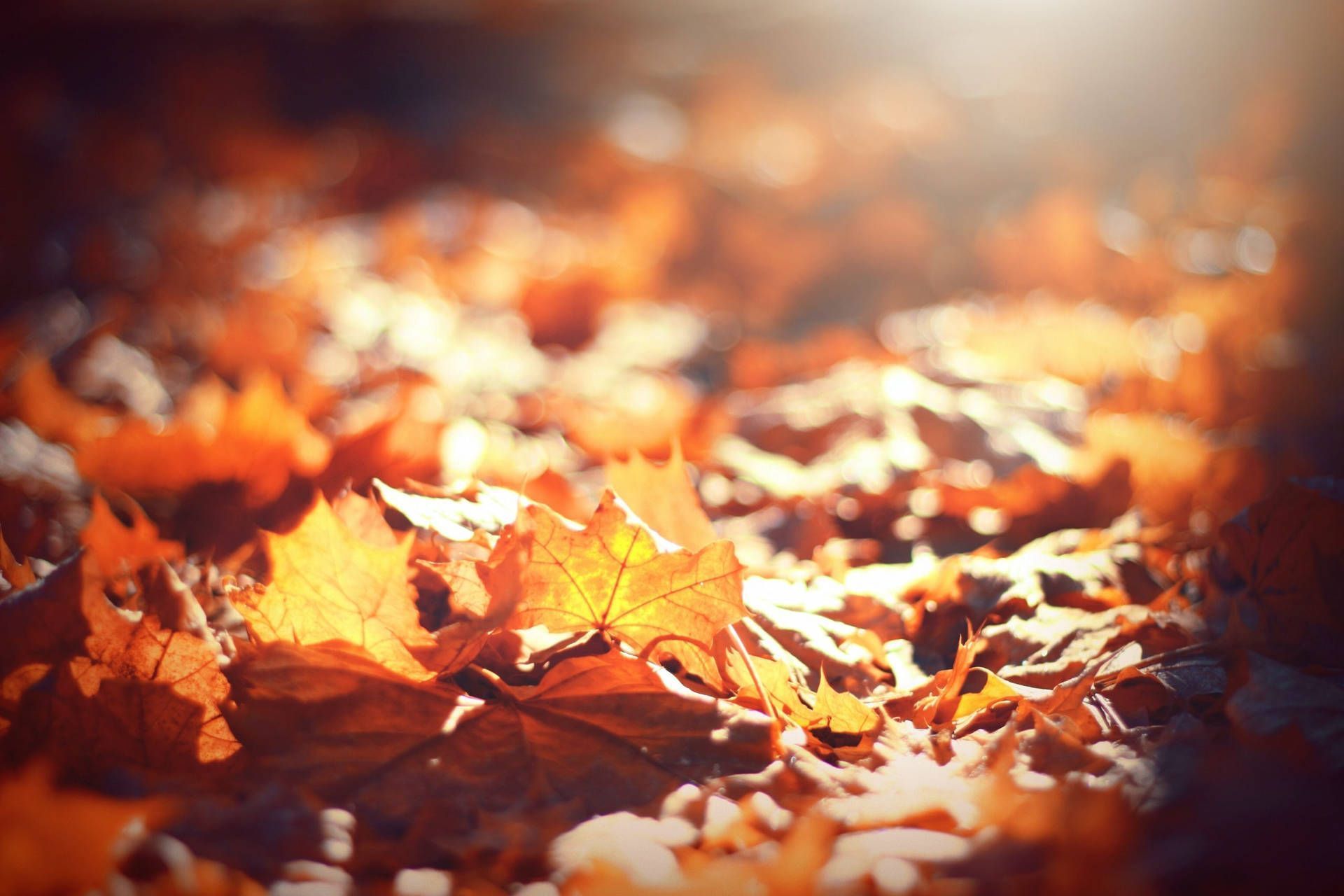 1920x1280 Fall Aesthetic Maple Leaves Wallpaper