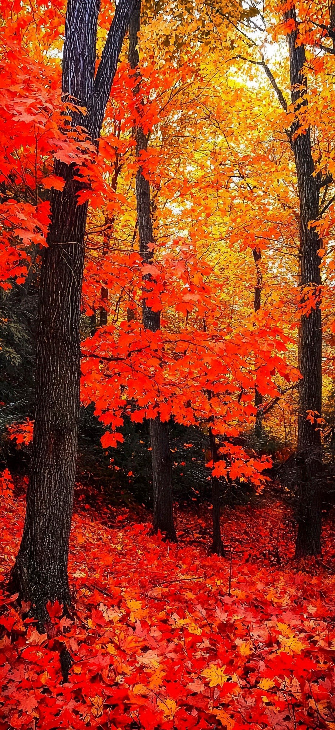 1104x2400 Fall iPhone Wallpaper: Bring