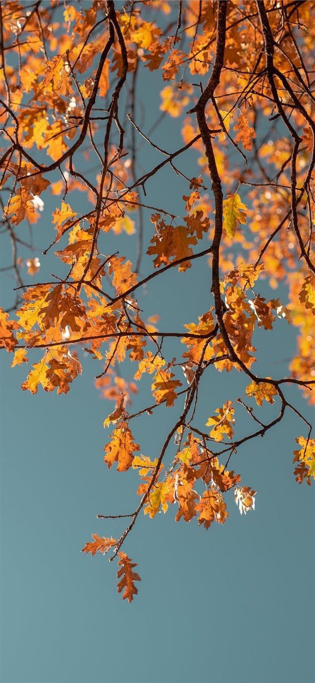 640x1385 Autumn leaves