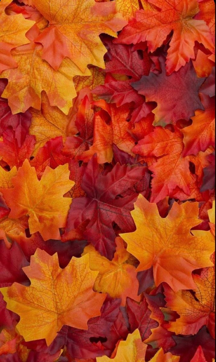 716x1200 yellow autumn leaves aesthetic