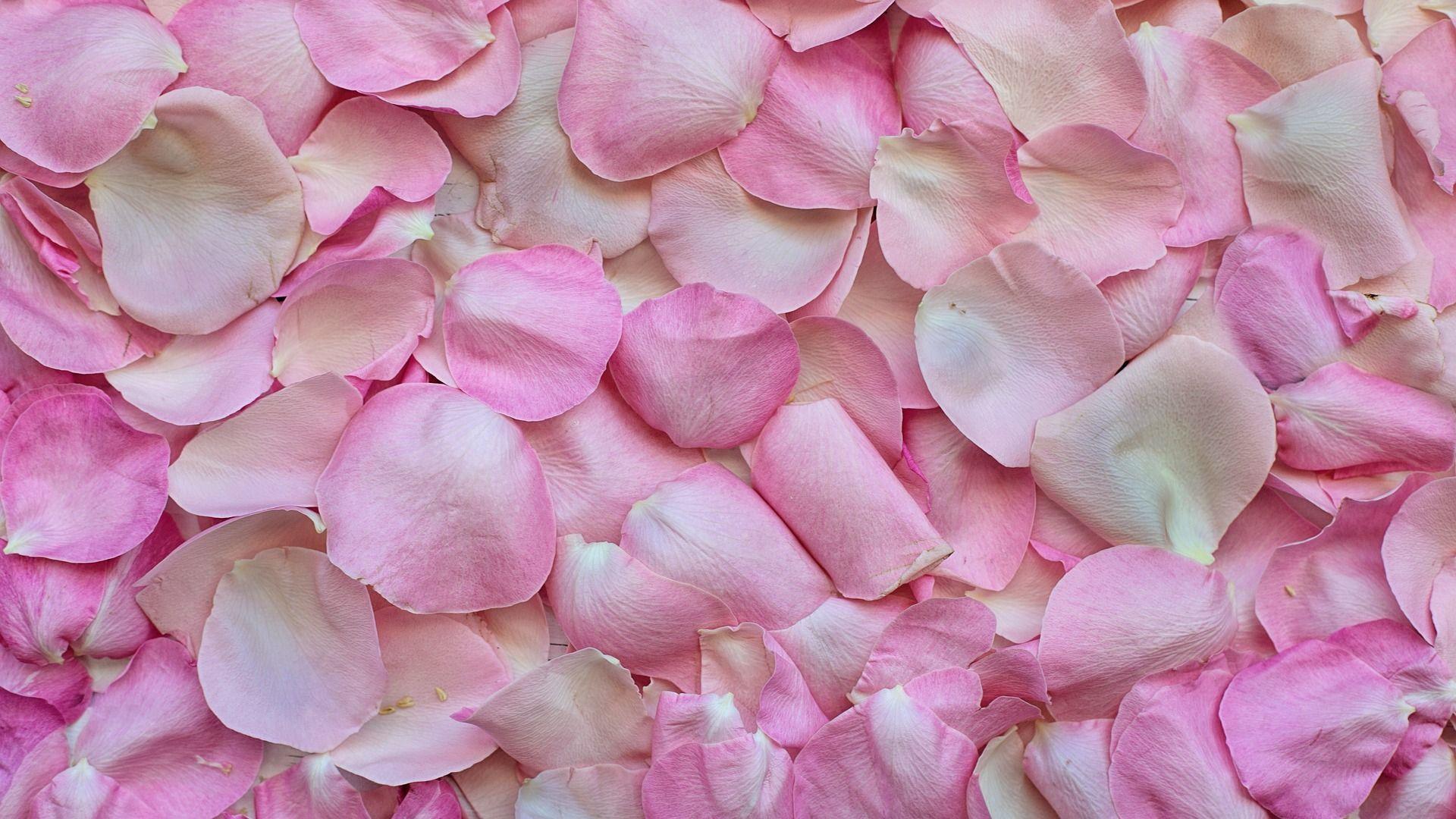 1920x1080 Pink Rose Petals hình nền https://wallpaperaccess.com/full/1545259.jpg