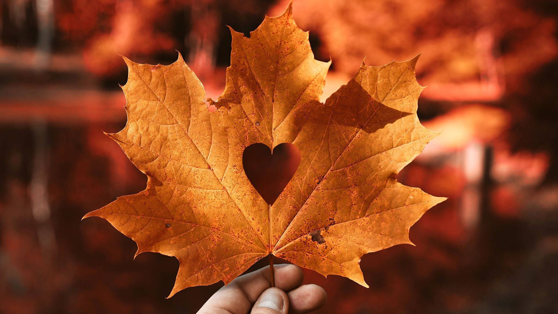 1920x1080 Download Aesthetic Fall Leaf With Heart