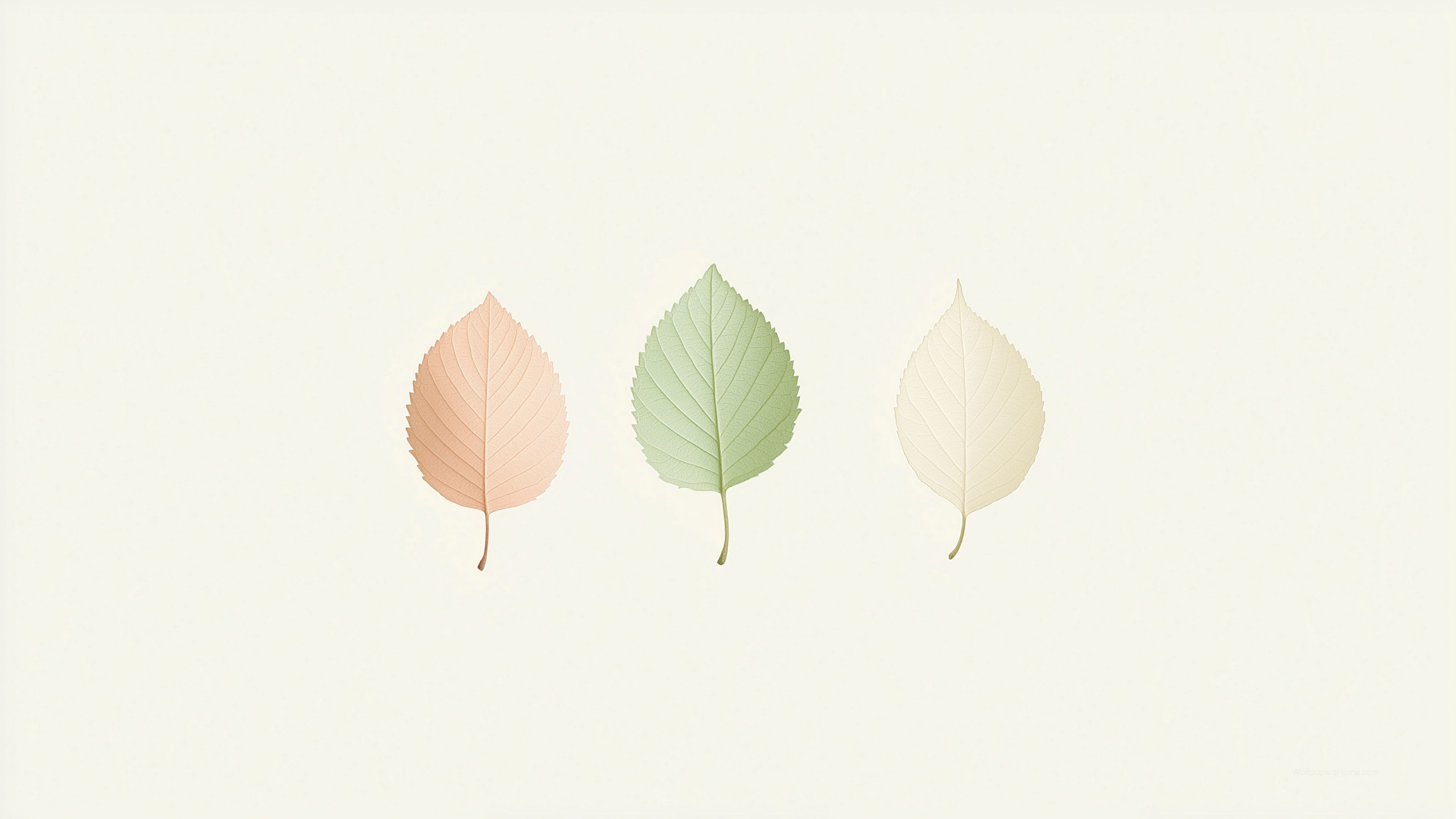 3840x2160 Leaf Wallpaper, Autumn, Seasonal