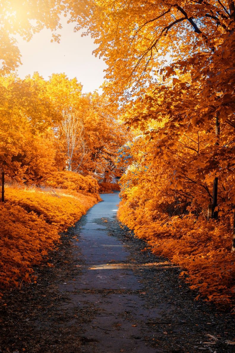 792x1188 Fall iPhone Wallpaper