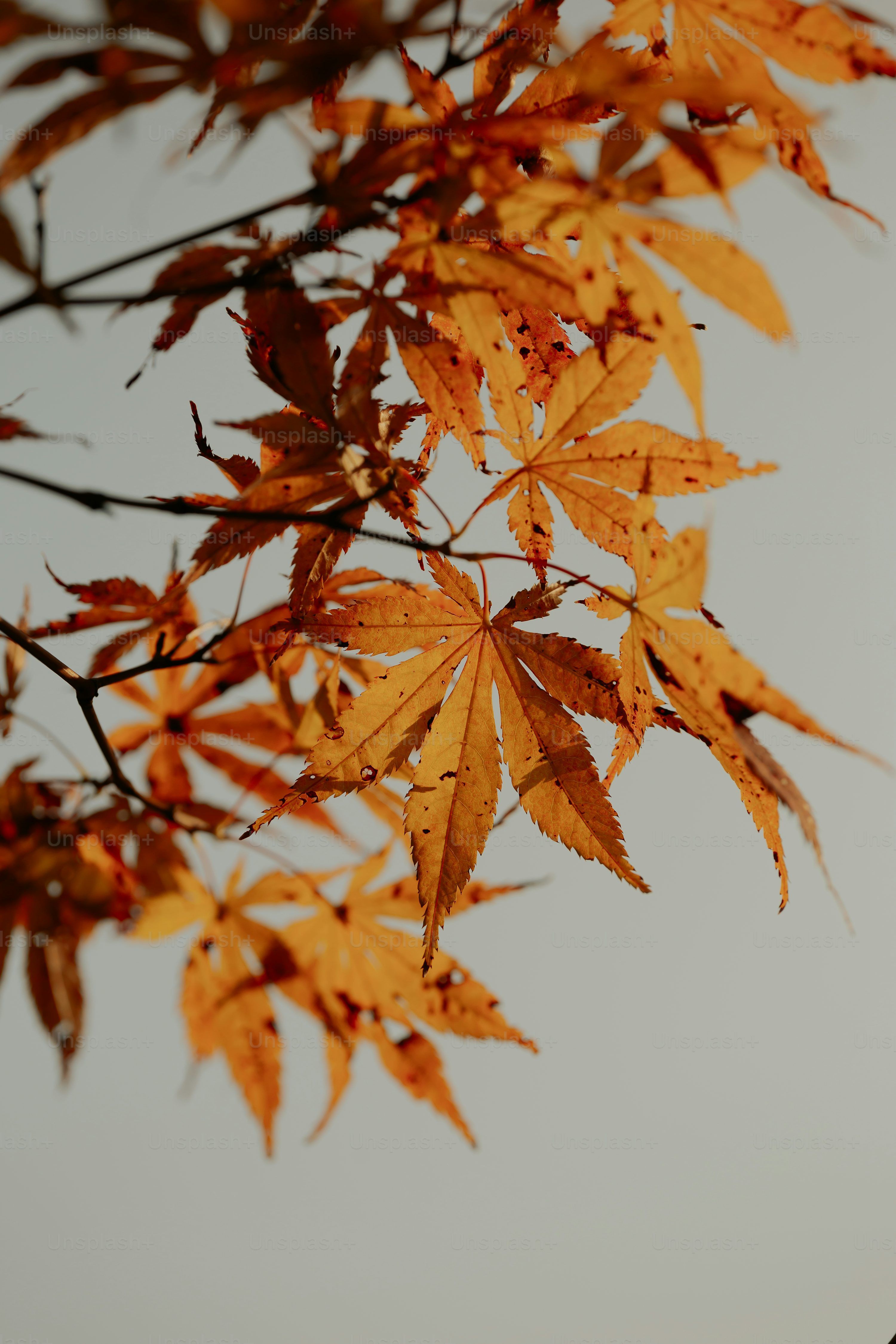 3000x4500 Autumn Leaf Picture. Download Free