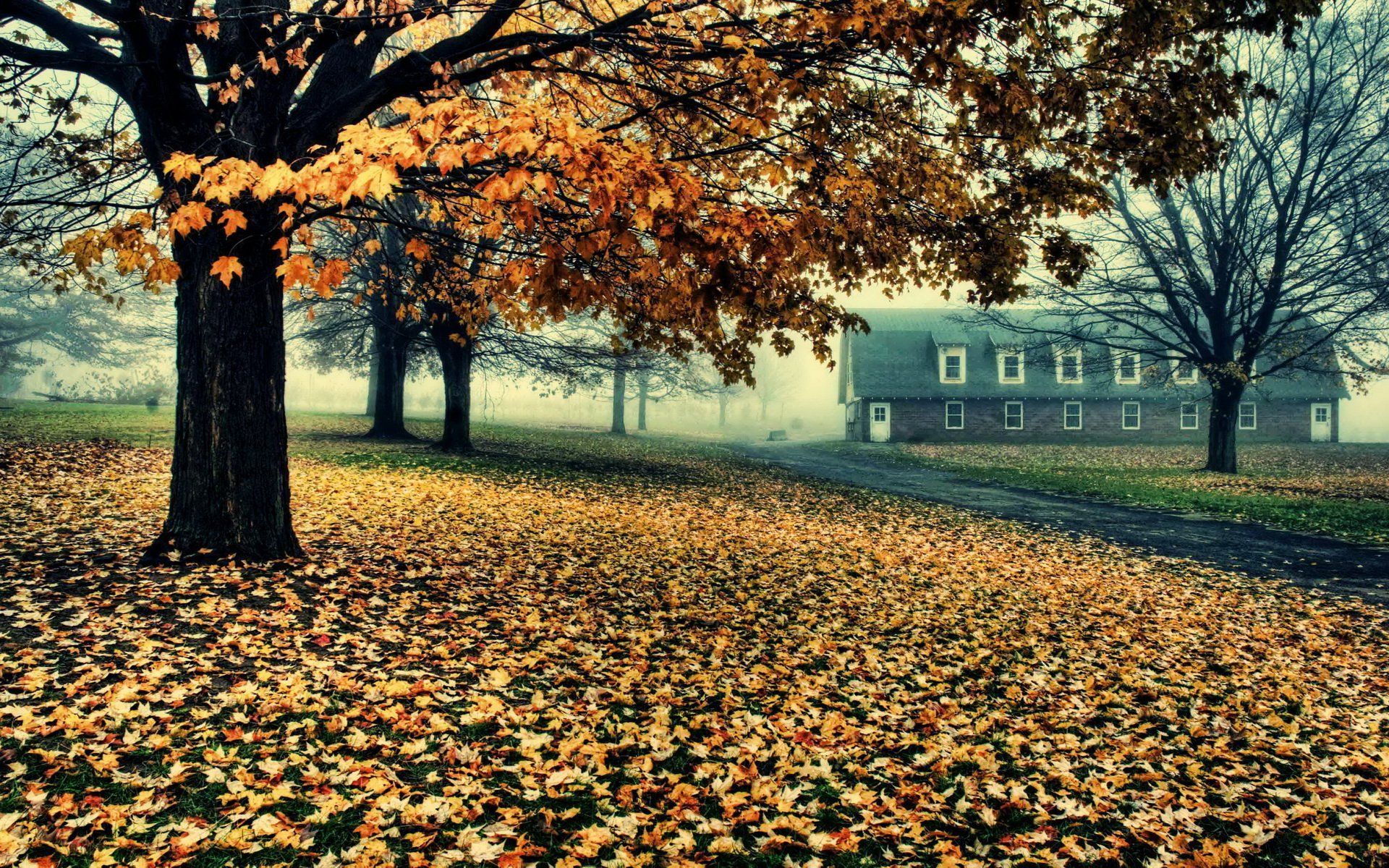 1920x1200 Download Photography Fall HD Wallpaper