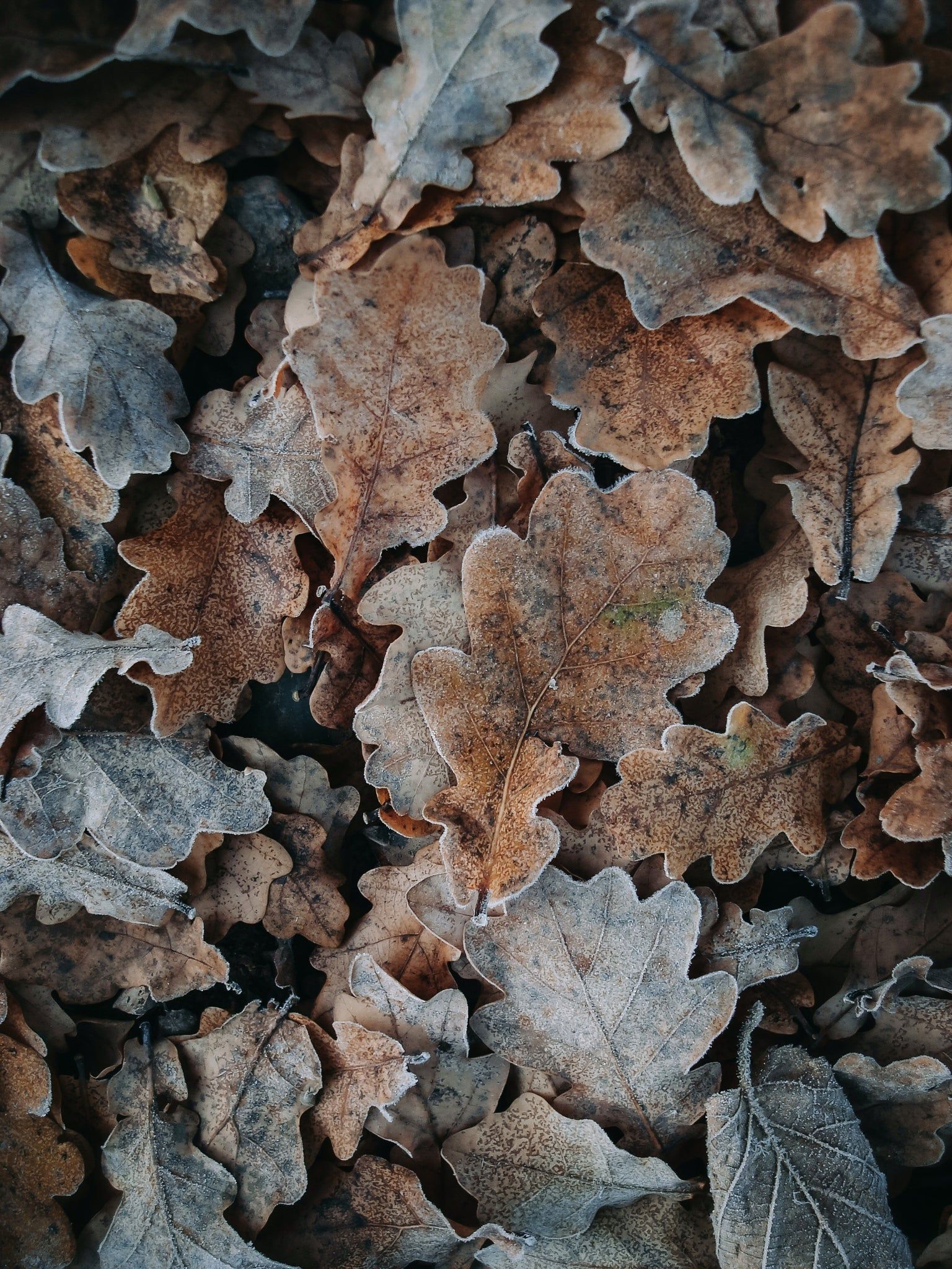 1536x2048 Free Fall Aesthetic iPhone Wallpaper
