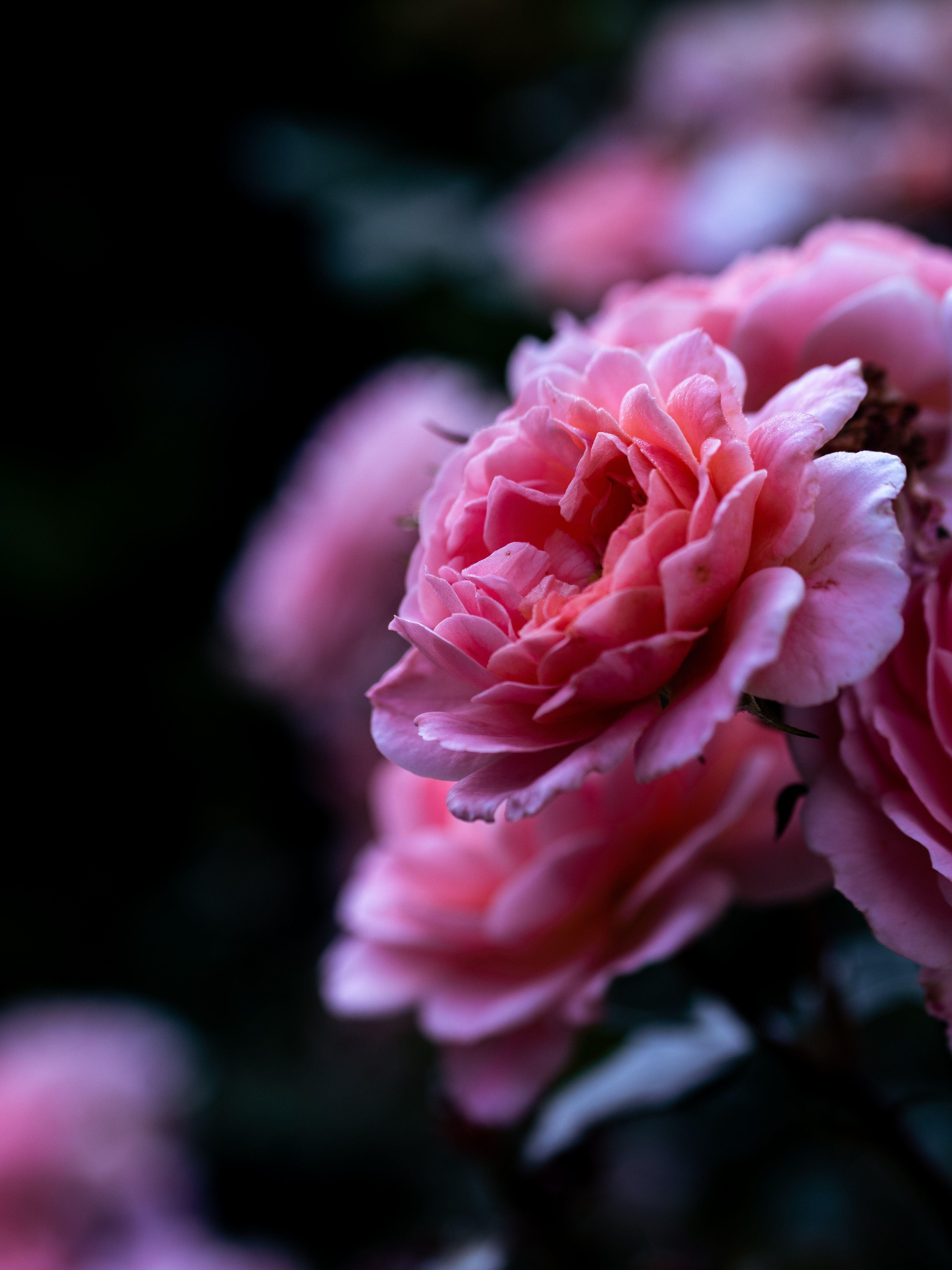 3888x5184 Download wallpaper 3888x5184 rose, pink, flower, macro