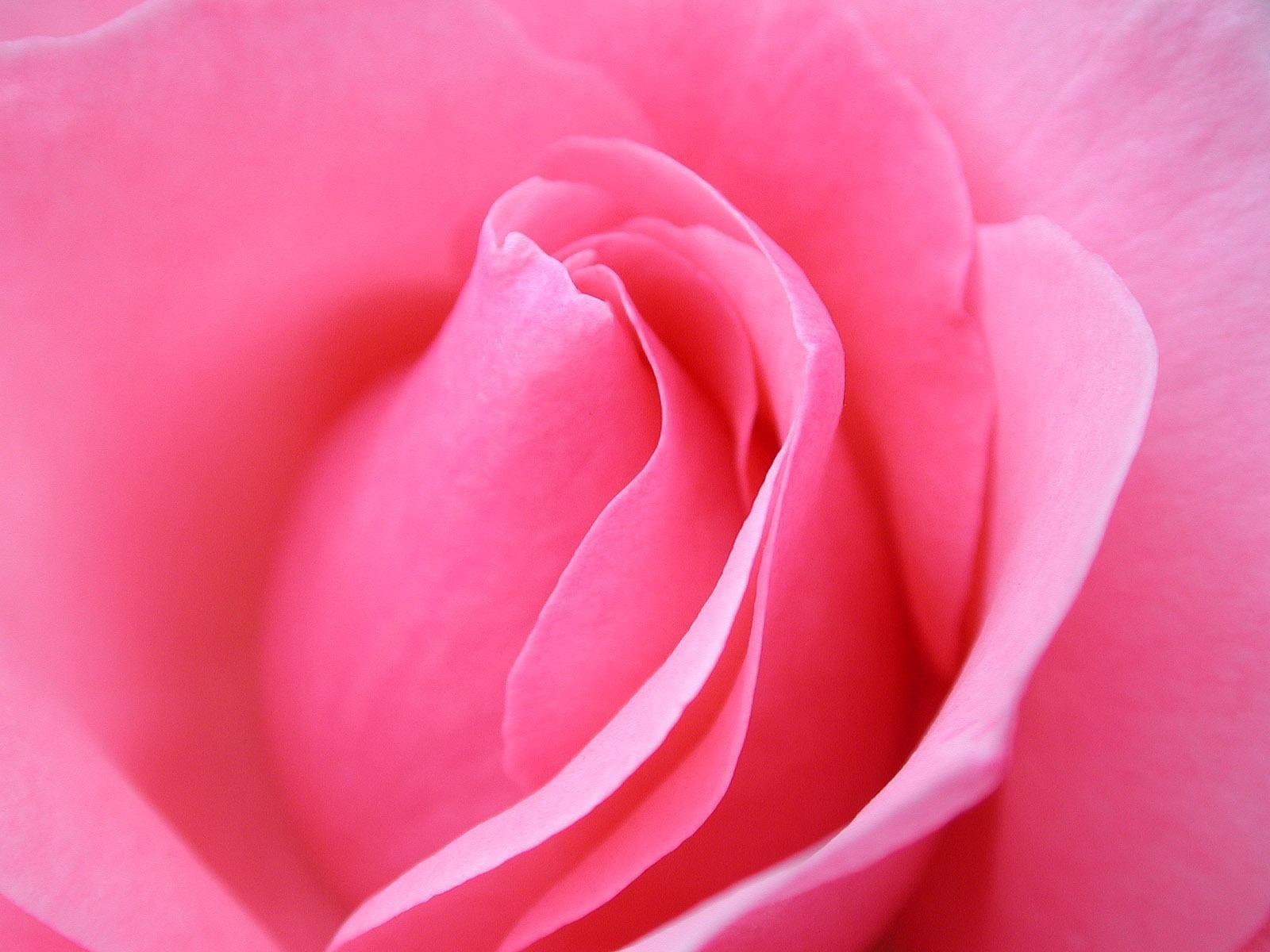 1600x1200 Stunning Pink Rose Flower Wallpaper image For Free Download