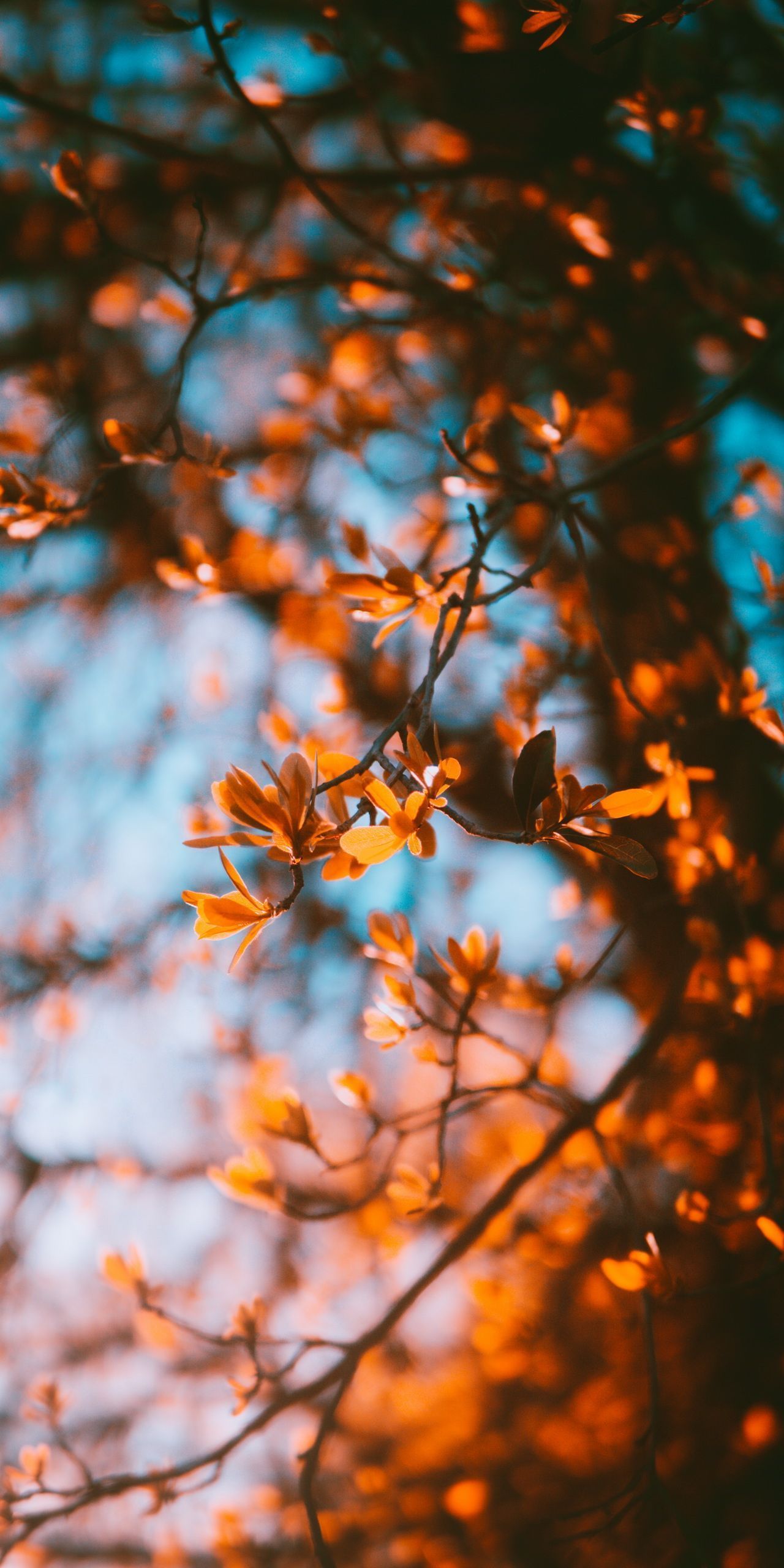 1280x2560 Wallpaper Aesthetic Autumn, Autumn