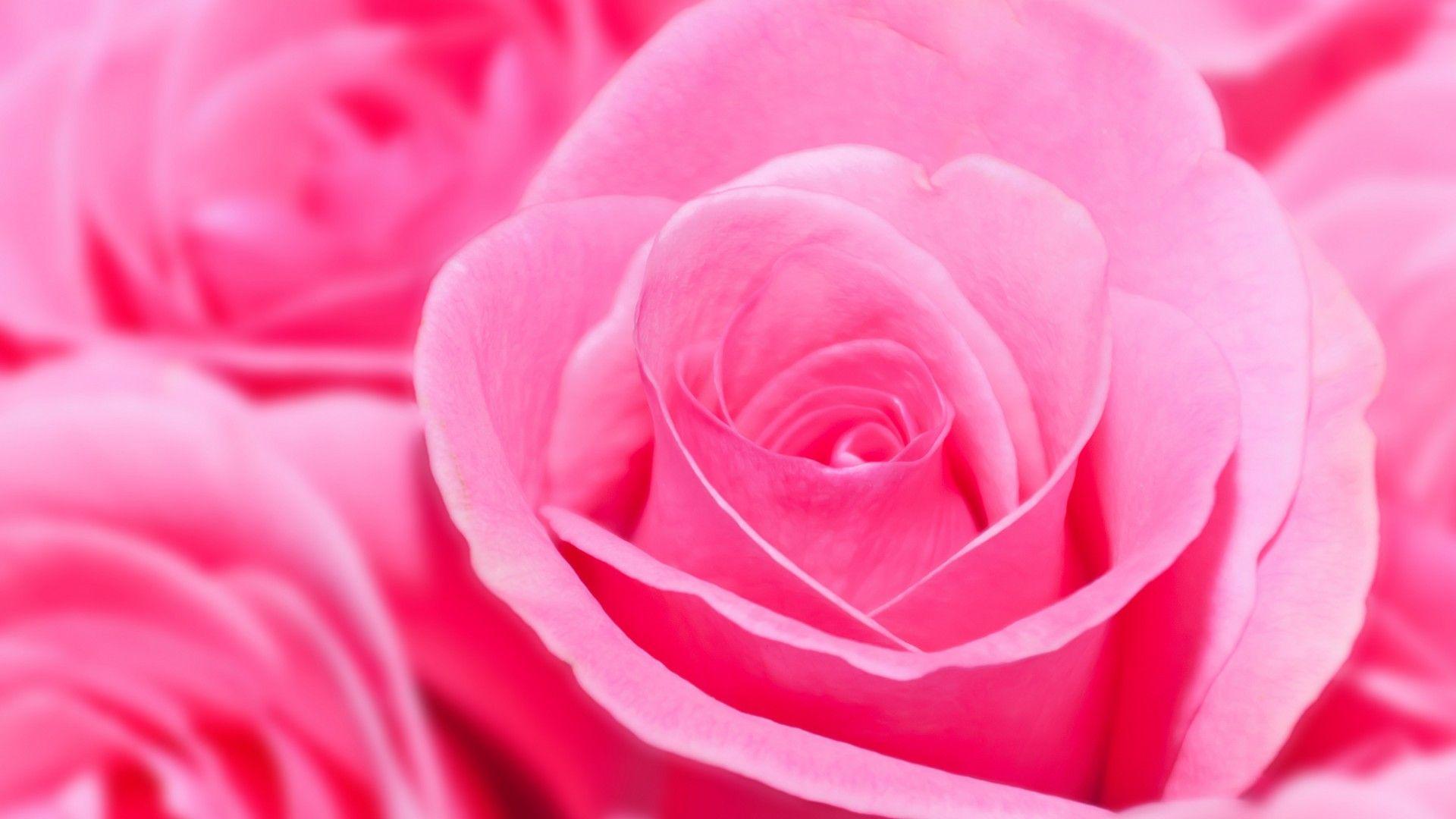 1920x1080 HD Pink Rose Wallpaper on MarkInternational.info